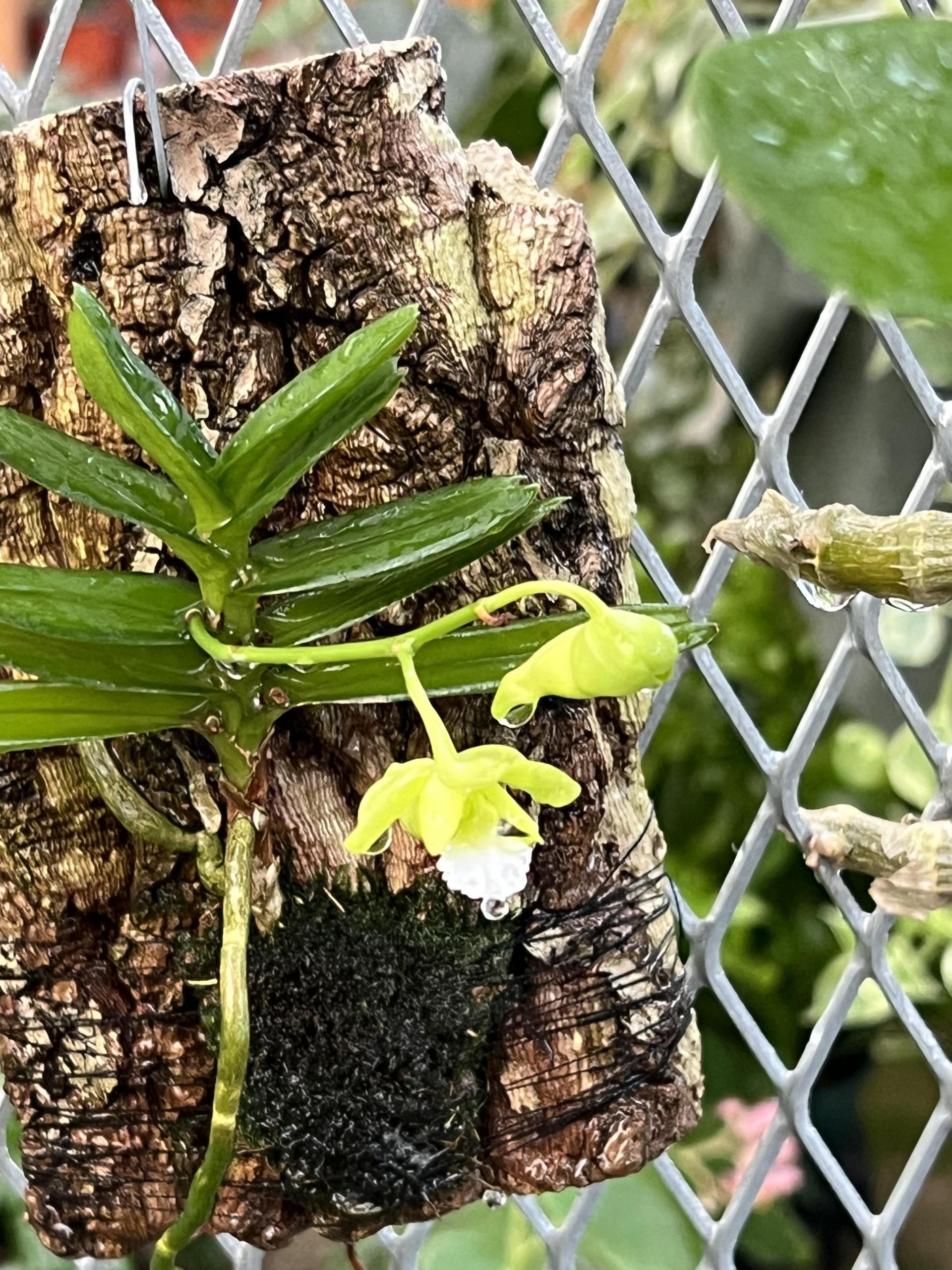 Aerides houlletiana alba 에리데스 홀레티아나 알바