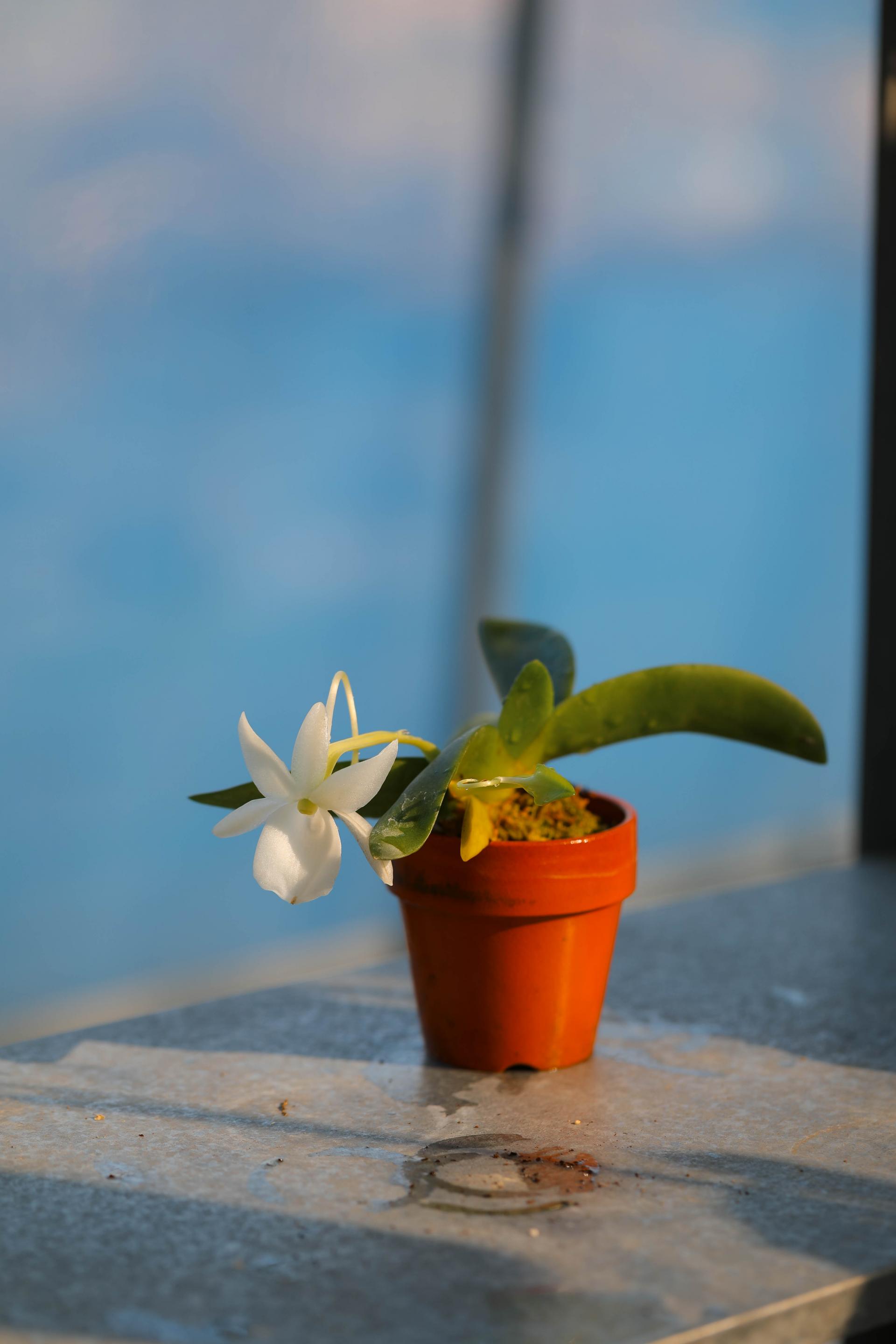 Angraecum leonis 앙그레컴 레오니스