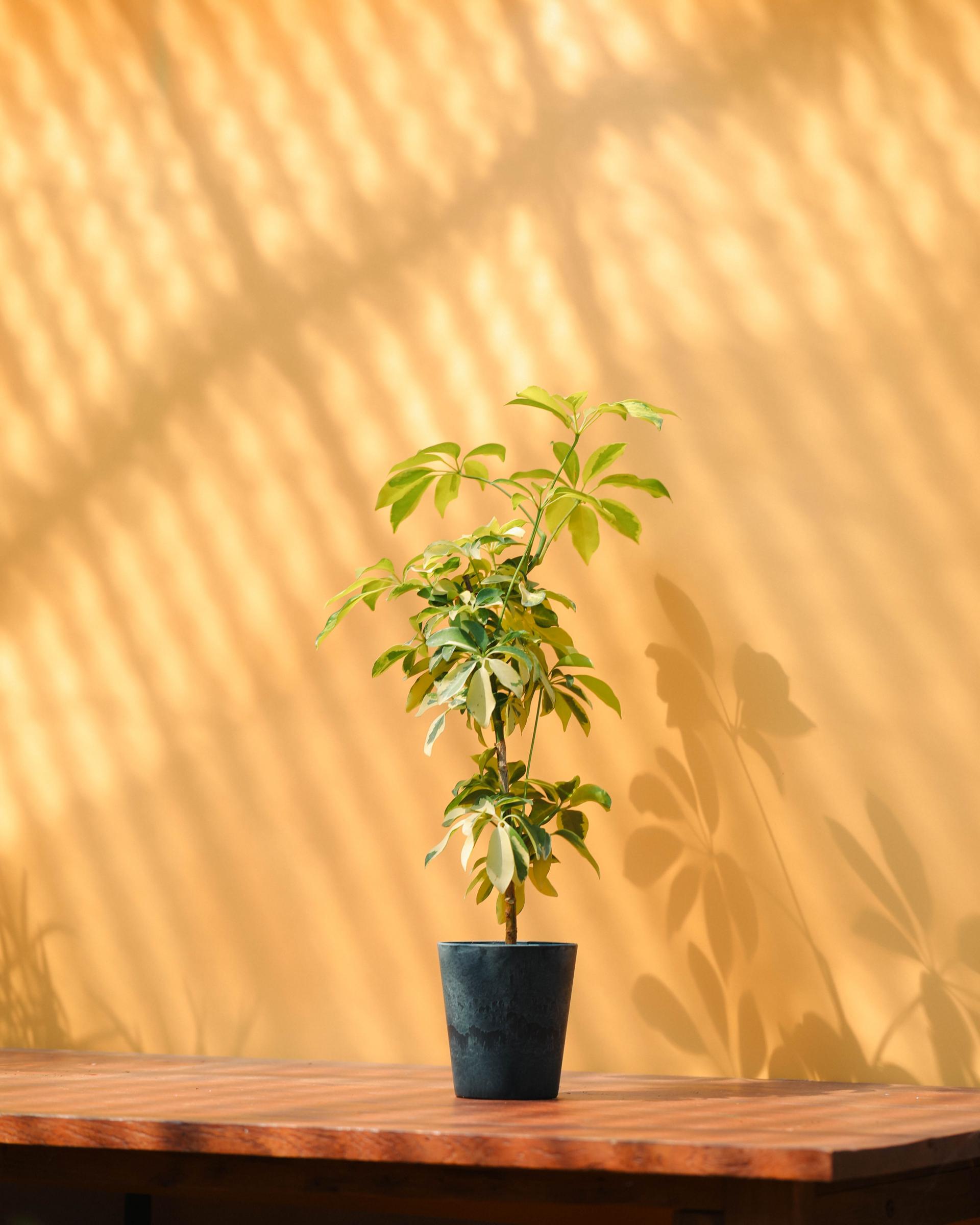 Schefflera arboricola dazzle + Navy marble pot 쉐프렐라 다즐 + 네이비 마블팟 복제