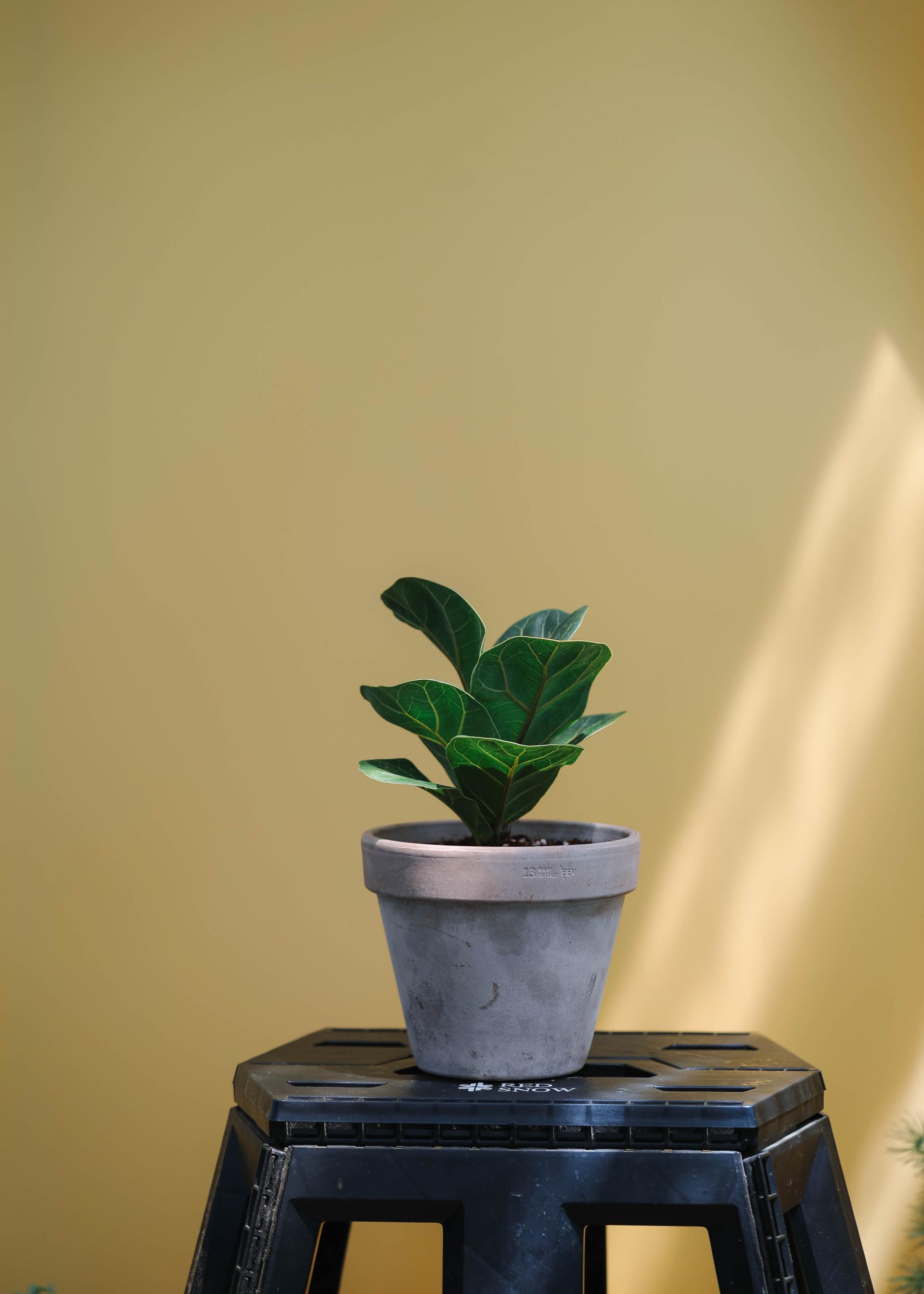 Ficus lyrata + Italy mocha pot 휘커스 라이라타 (떡갈 고무나무) + 이태리 모카팟