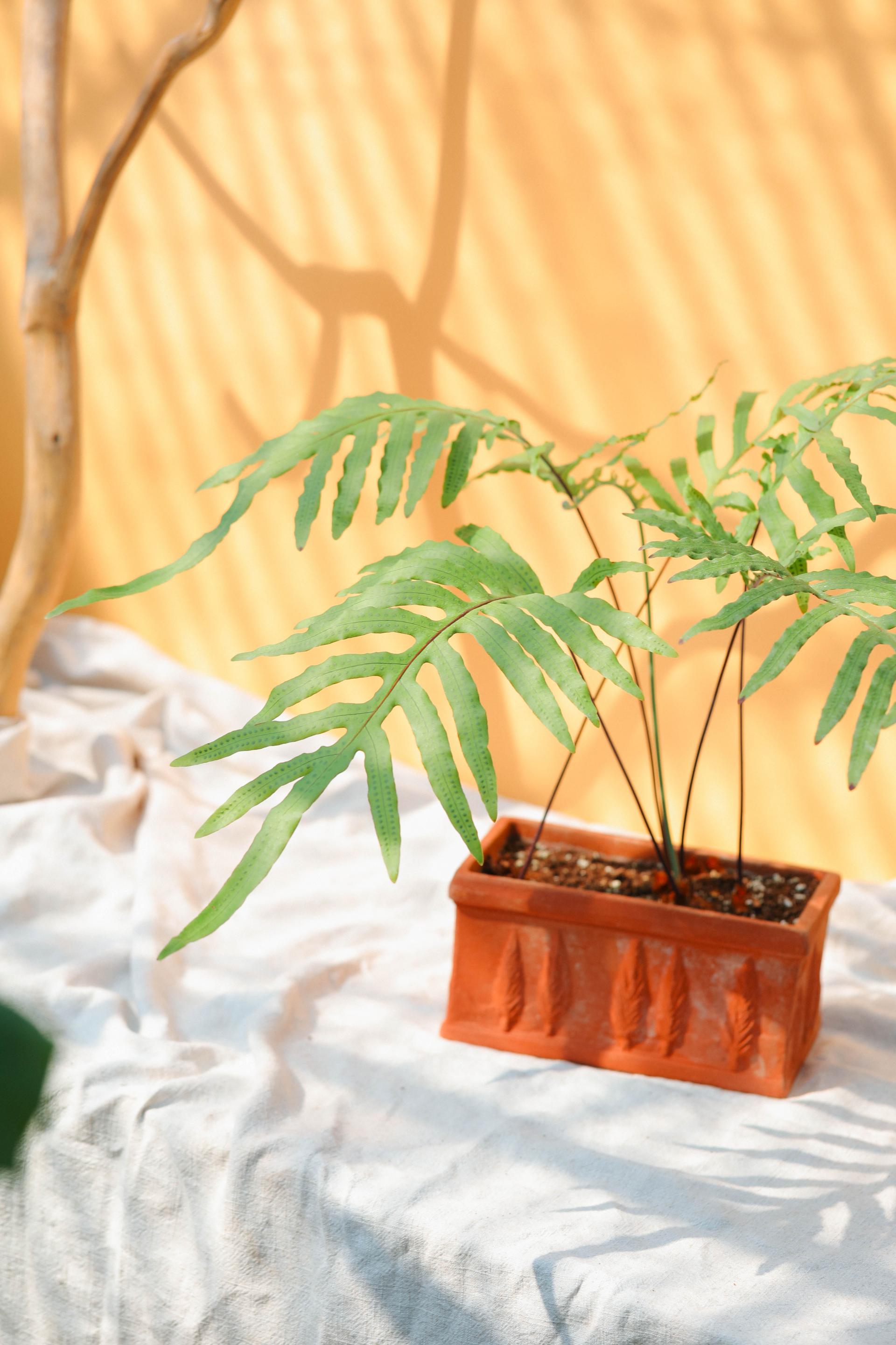 Phlebodium aureum + Italy oblong pot 플레보디움 아우레움 (원종) + 이태리 직사각팟
