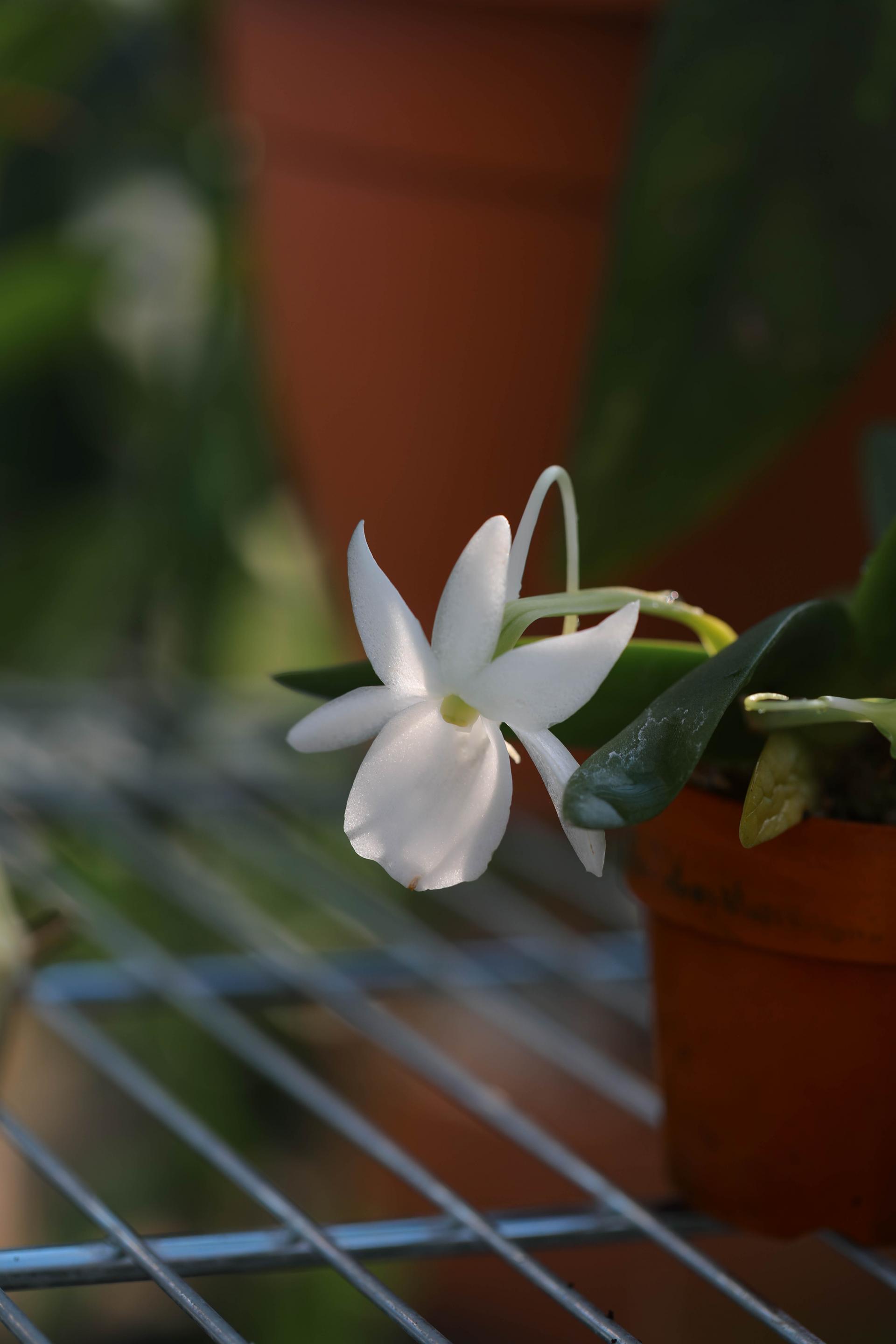 Angraecum leonis 앙그레컴 레오니스