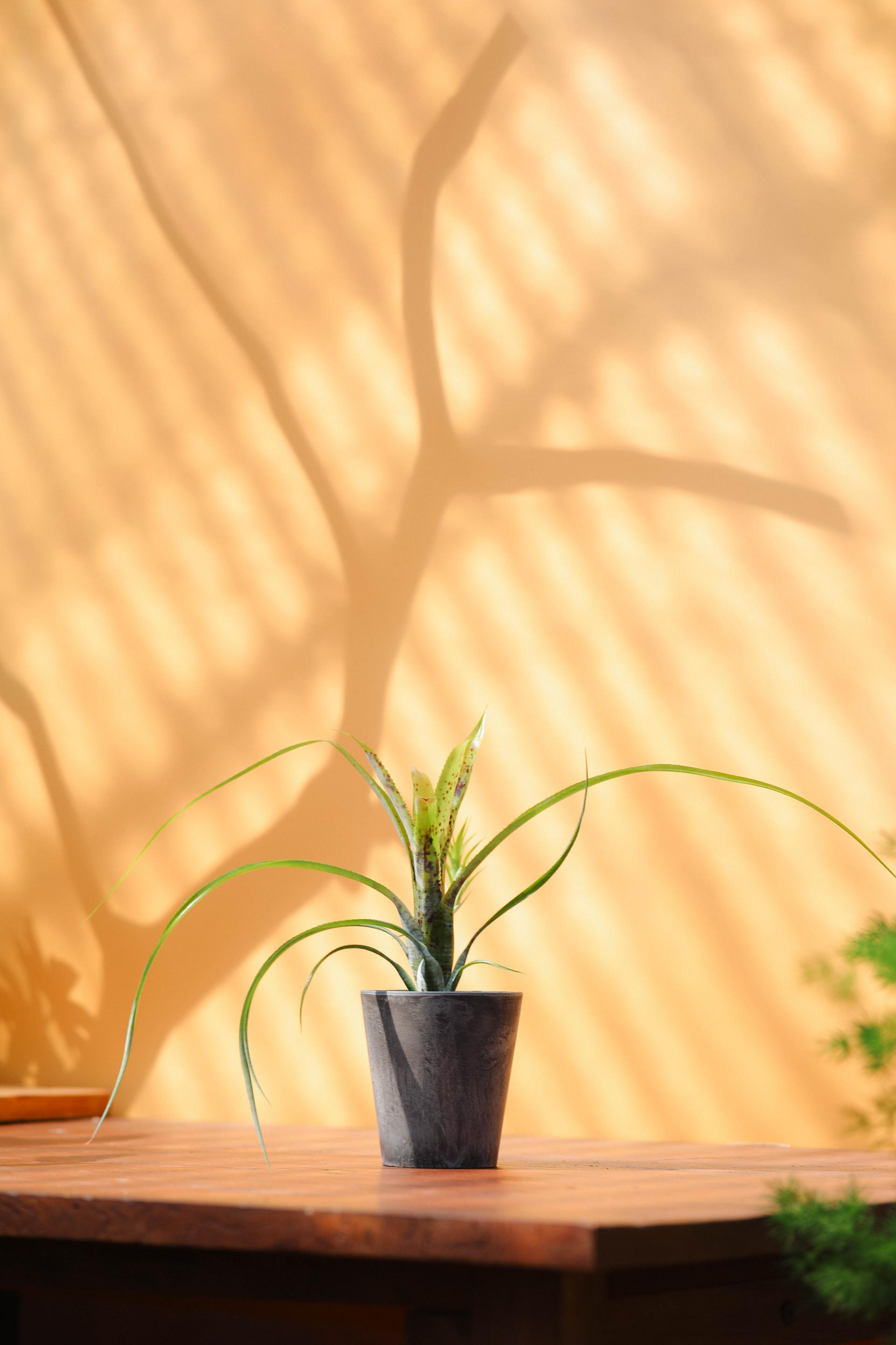 Bromeliaceae sp. + Gray marble pot 브로멜리아드 sp. + 그레이 마블팟