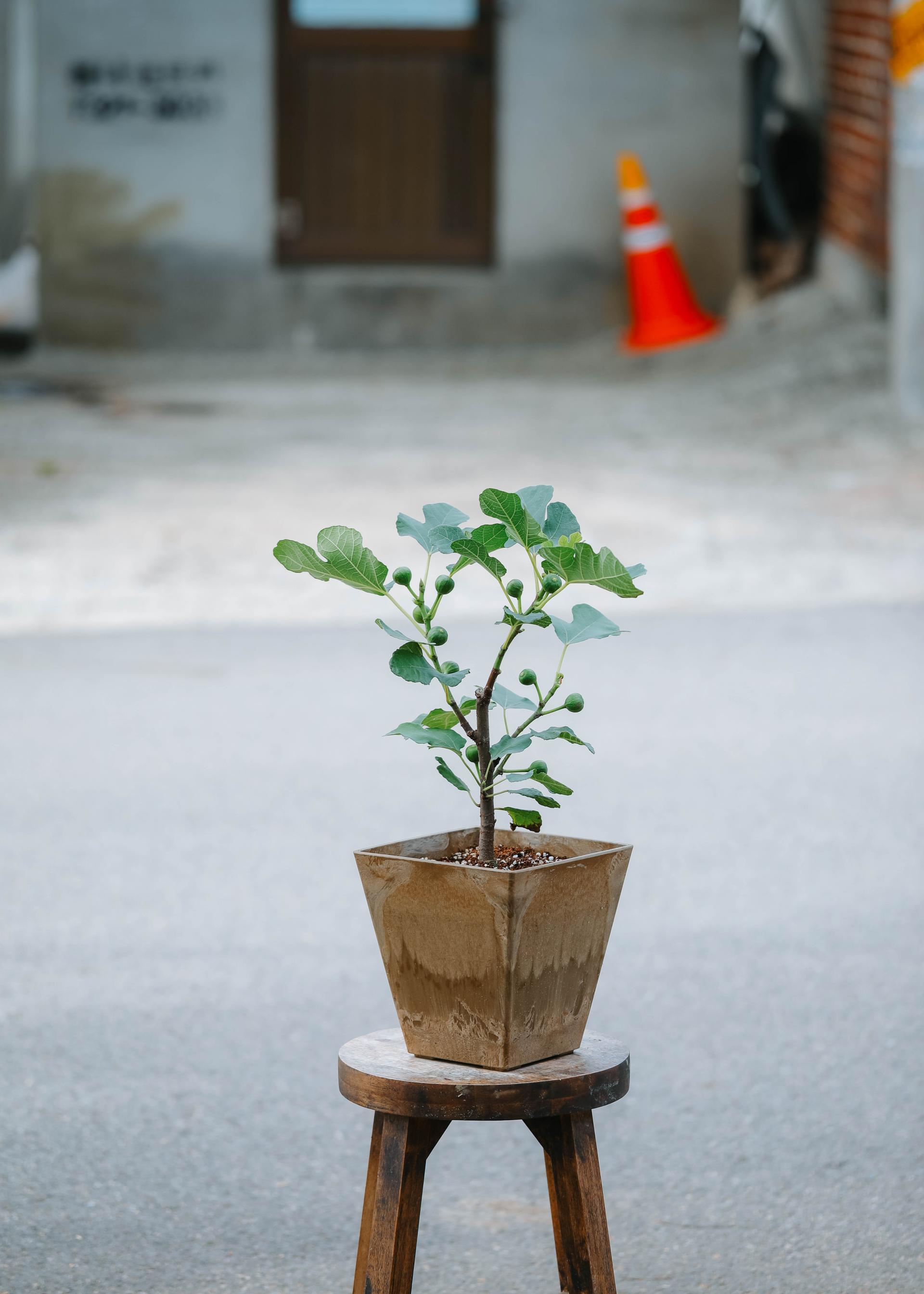 Ficus cariaca + Brown square pot 무화과 나무 + 브라운 스퀘어팟
