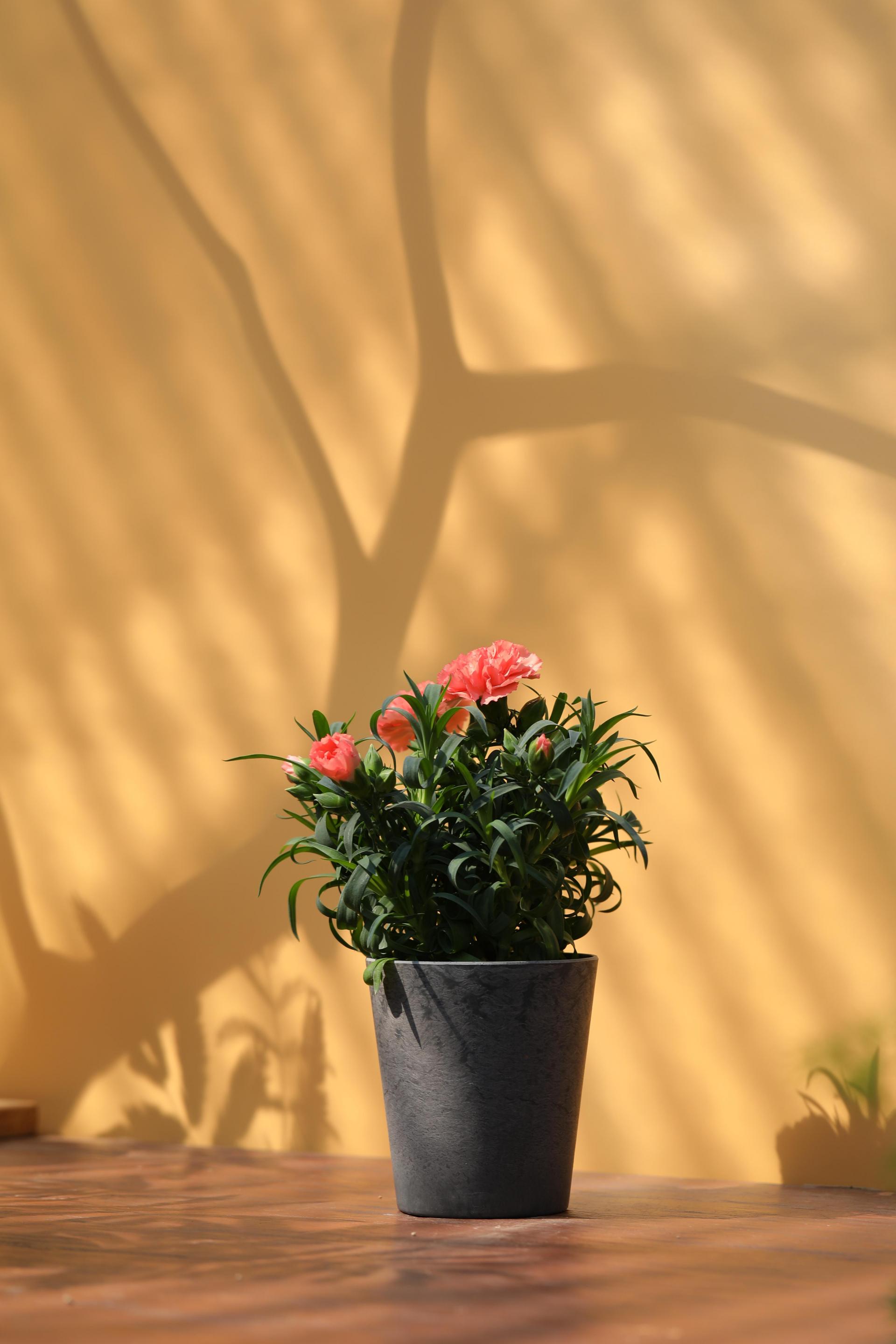 Dianthus soft salmon 카네이션 소프트 살몬