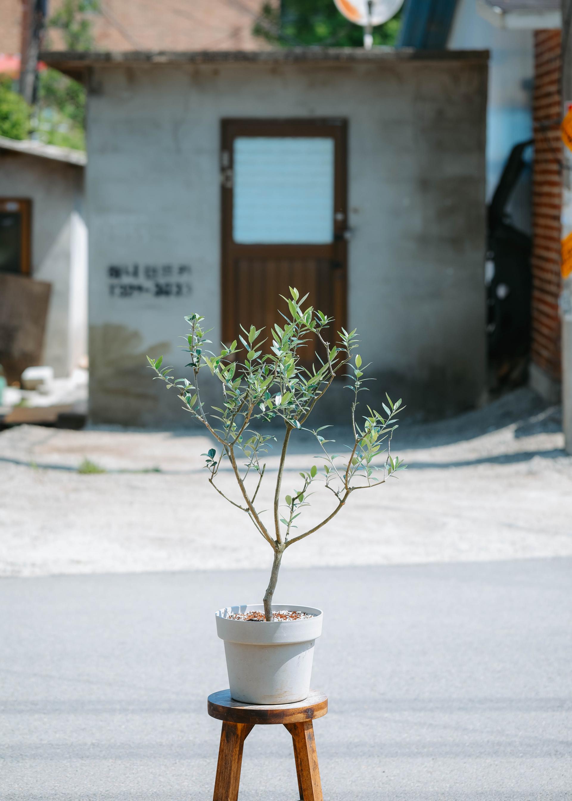 Olea europaea 'Mission olive' + Light gray pot 미션 올리브나무 + 라이트 그레이팟