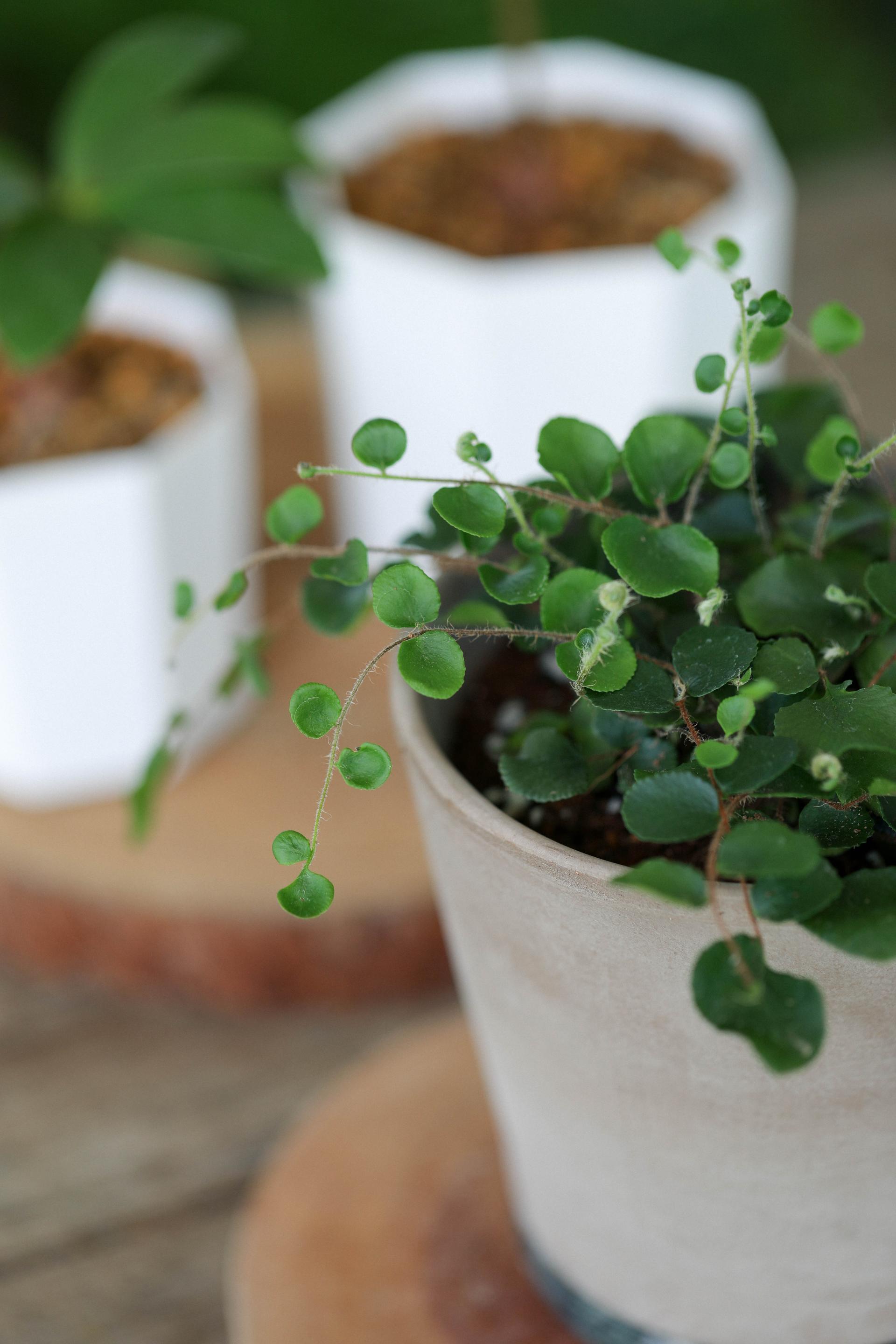 Pellaea rotundifolia (Button Fern) 펠리어 로툰디폴리아 (단추 고사리)