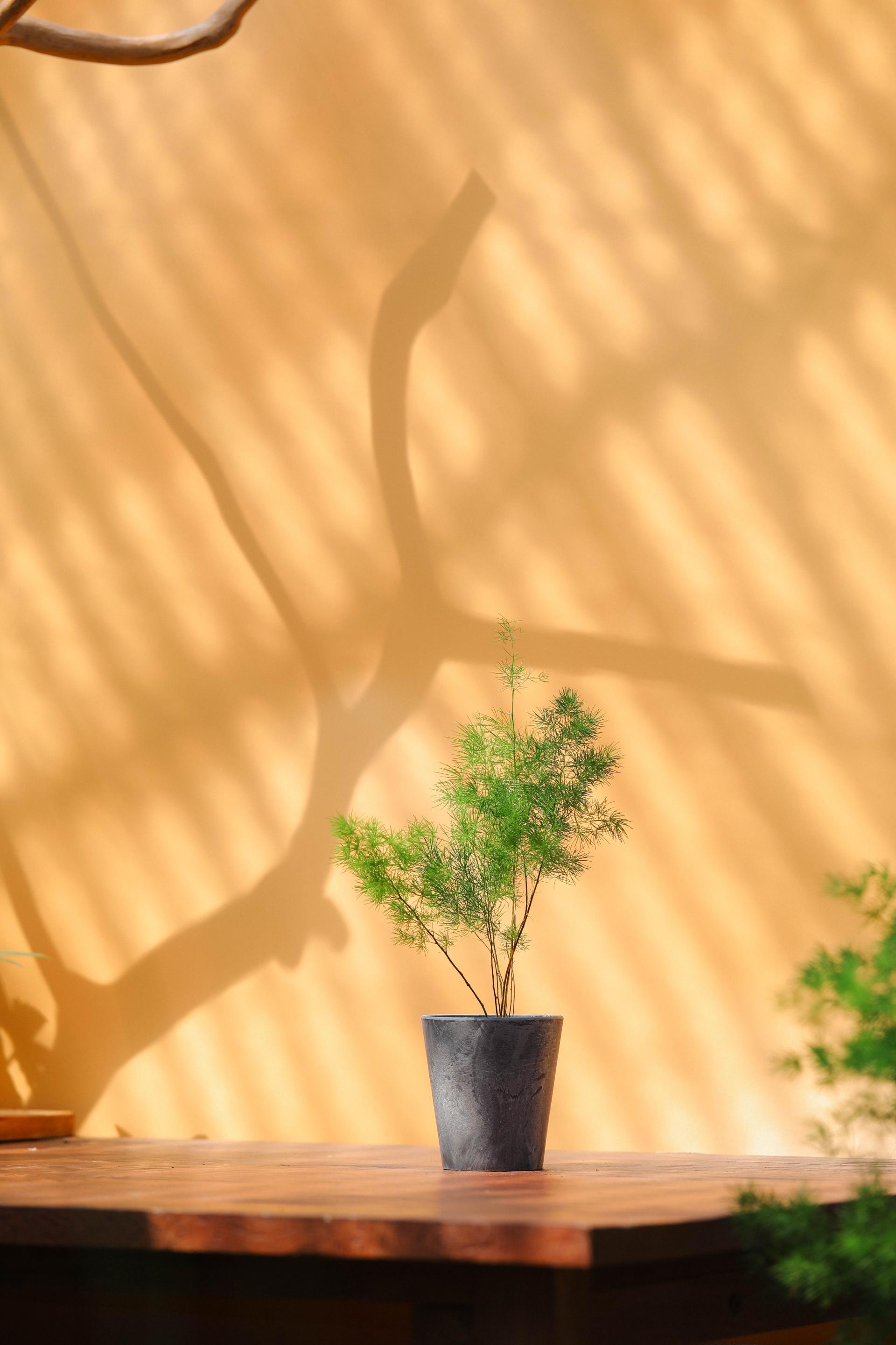 Asparagus myriocladus + Marble pot 아스파라거스 미리오클라두스 소품 + 마블팟