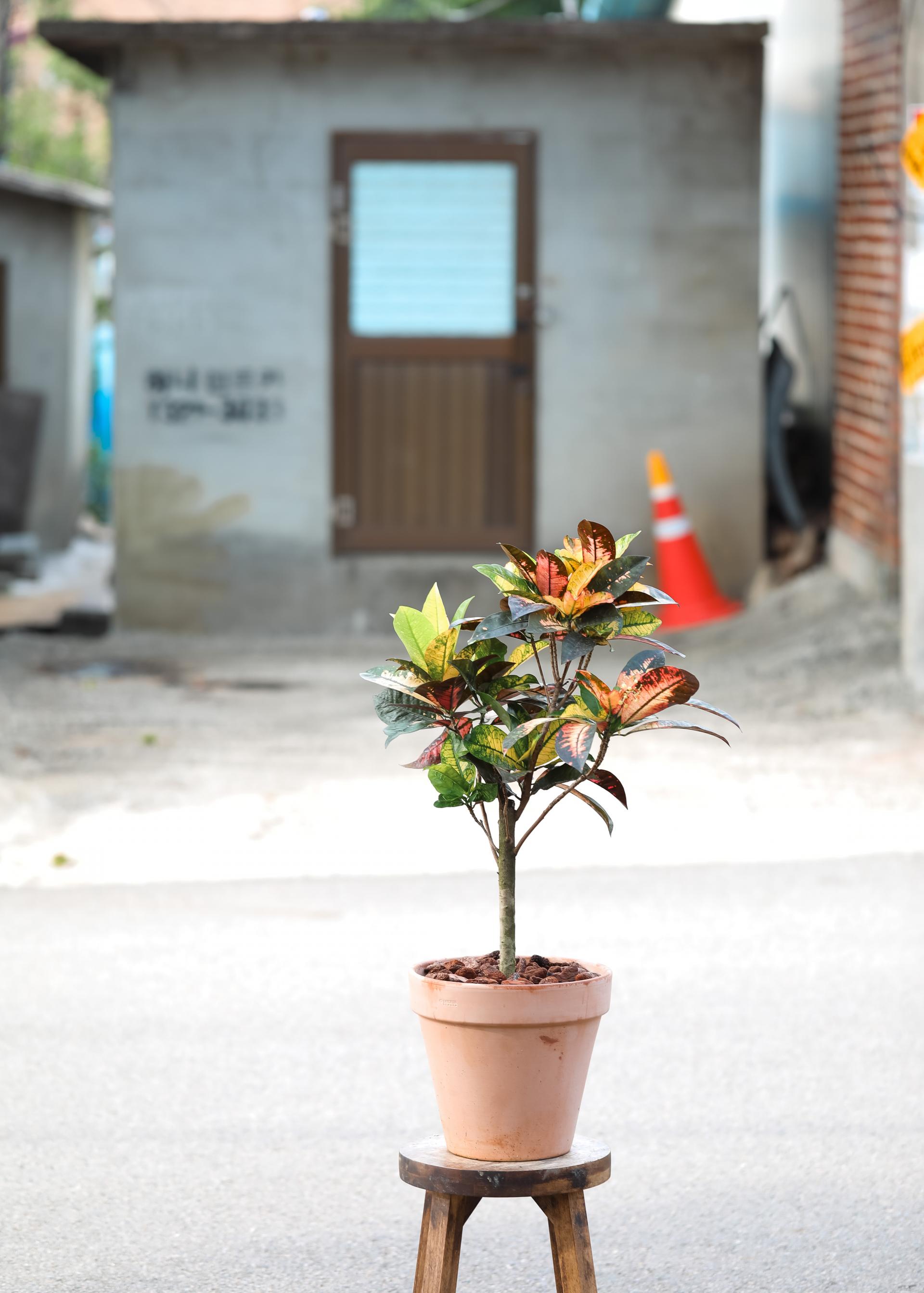 Codiaeum variegatum Mrs. Iceton + Italy simple pot 코디에움 미세스 아이스톤 + 이태리 심플팟