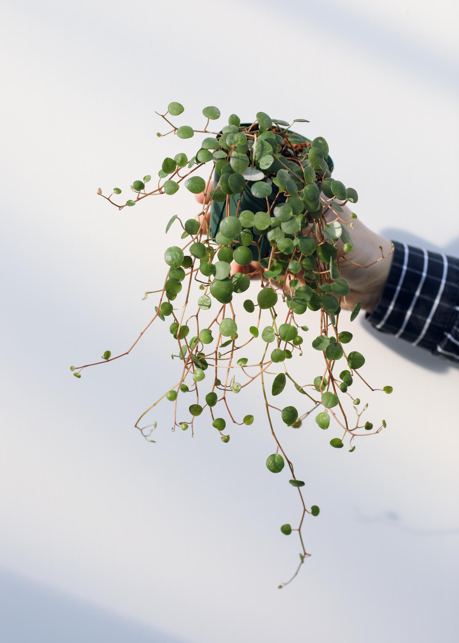 Peperomia 'Pepper Spot' 페페로미아 페퍼스팟