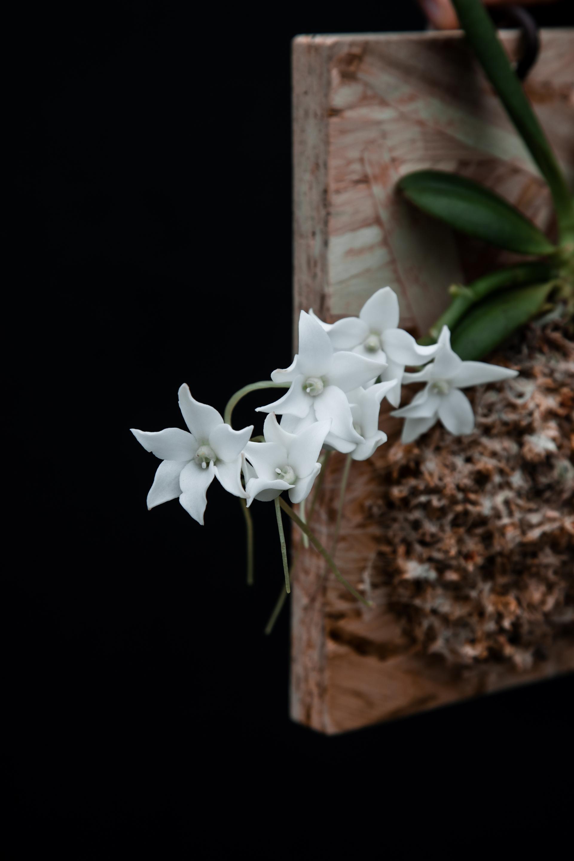 Aerangis modesta 에란기스 모데스타 목부작 복제