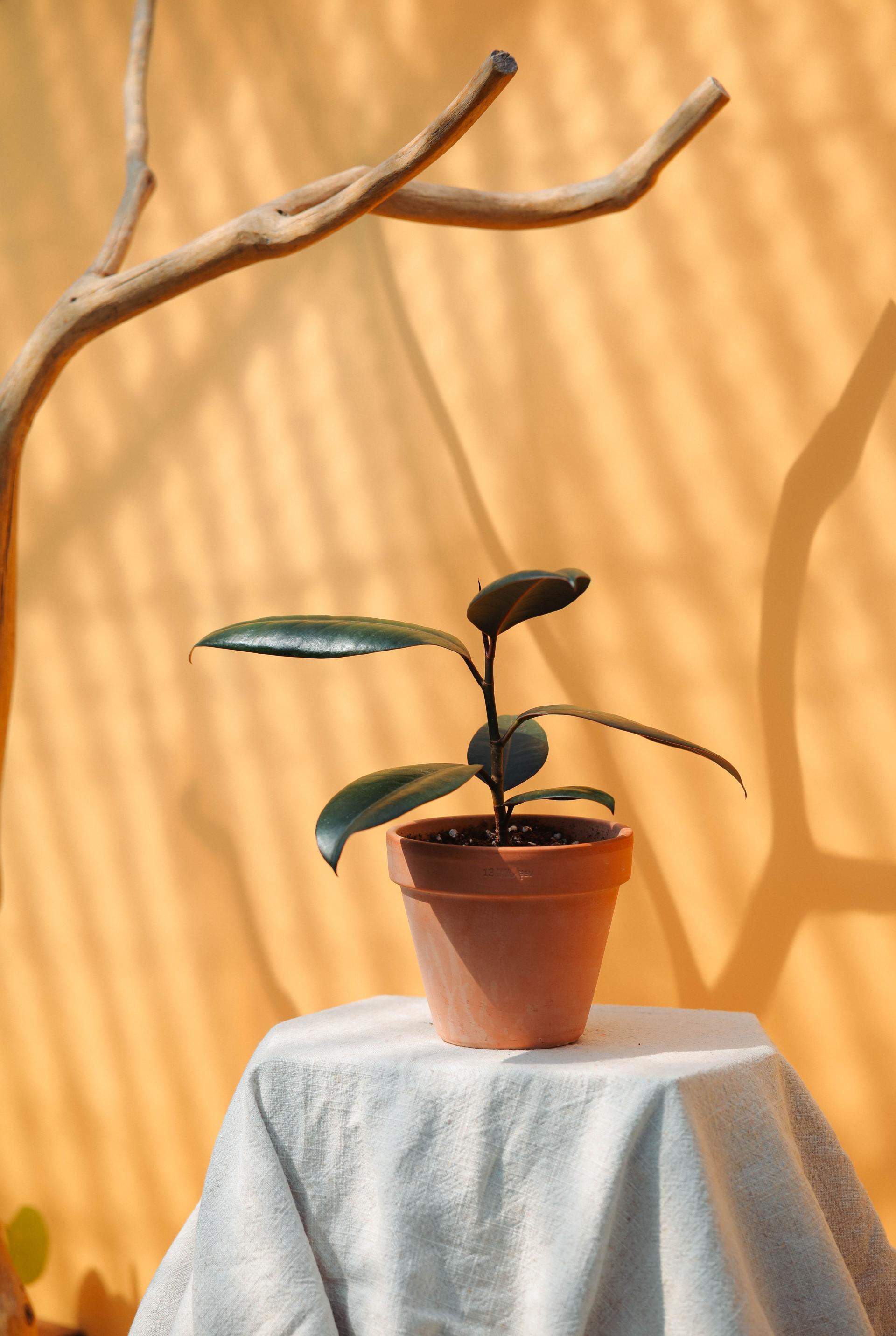 Ficus elastica 'Burgundy' + Italy white pot 휘커스 버건디 (버건디 고무나무) + 이태리 화이트팟