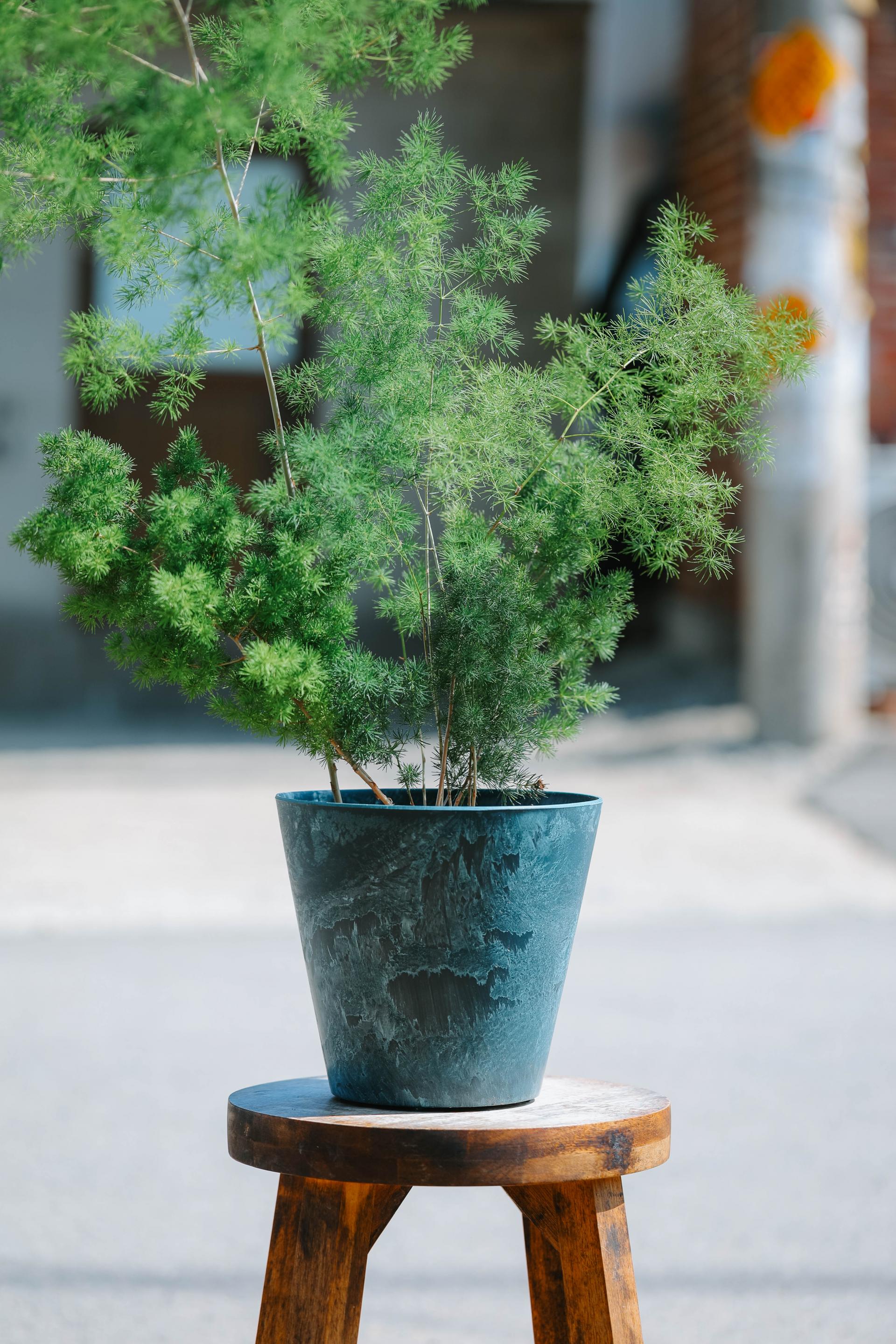 Asparagus myriocladus + Navy marble pot 아스파라거스 미리오클라두스 대품 + 네이비 마블팟