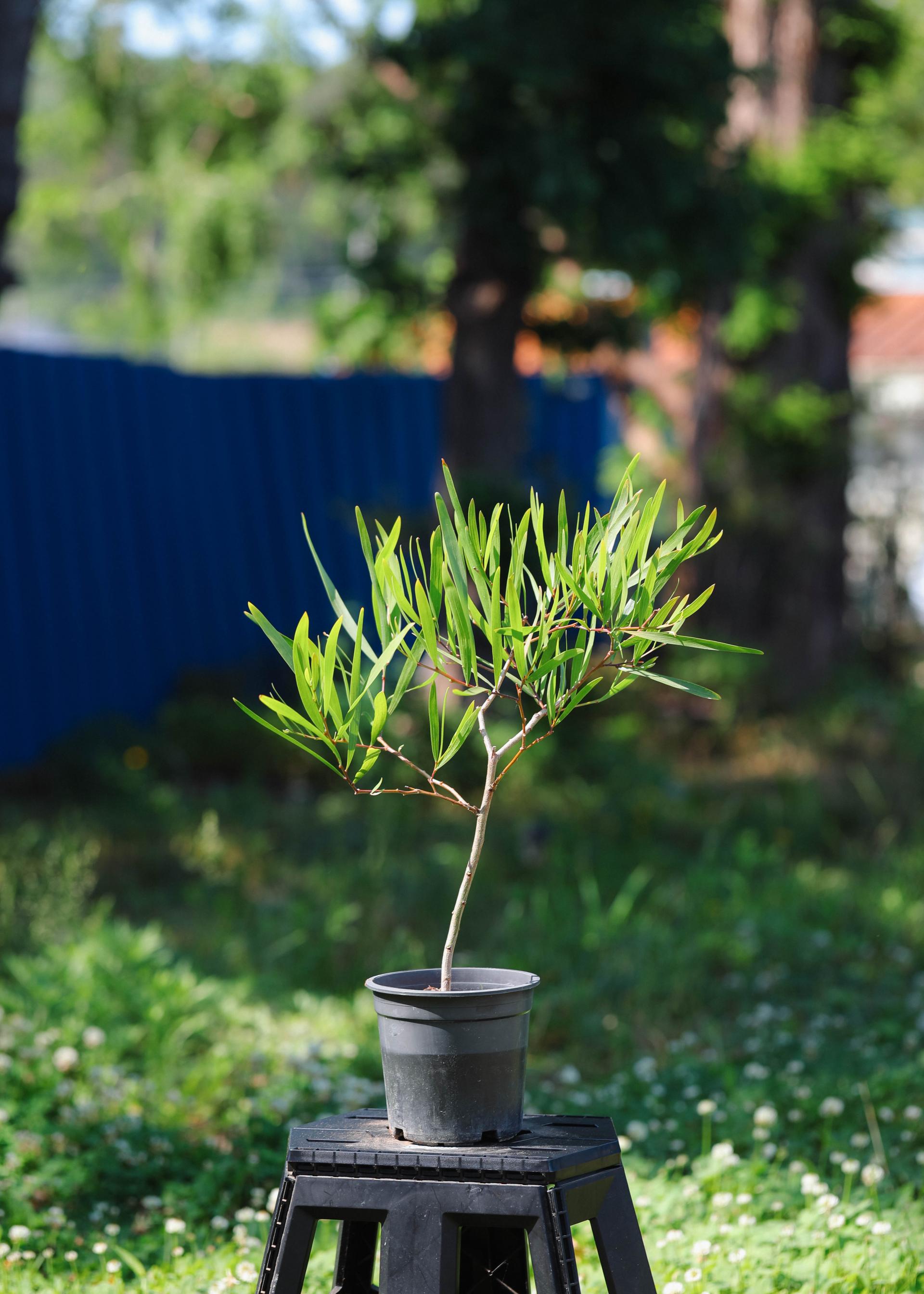 Acacia longifolia 아카시아 롱기폴리아 중품