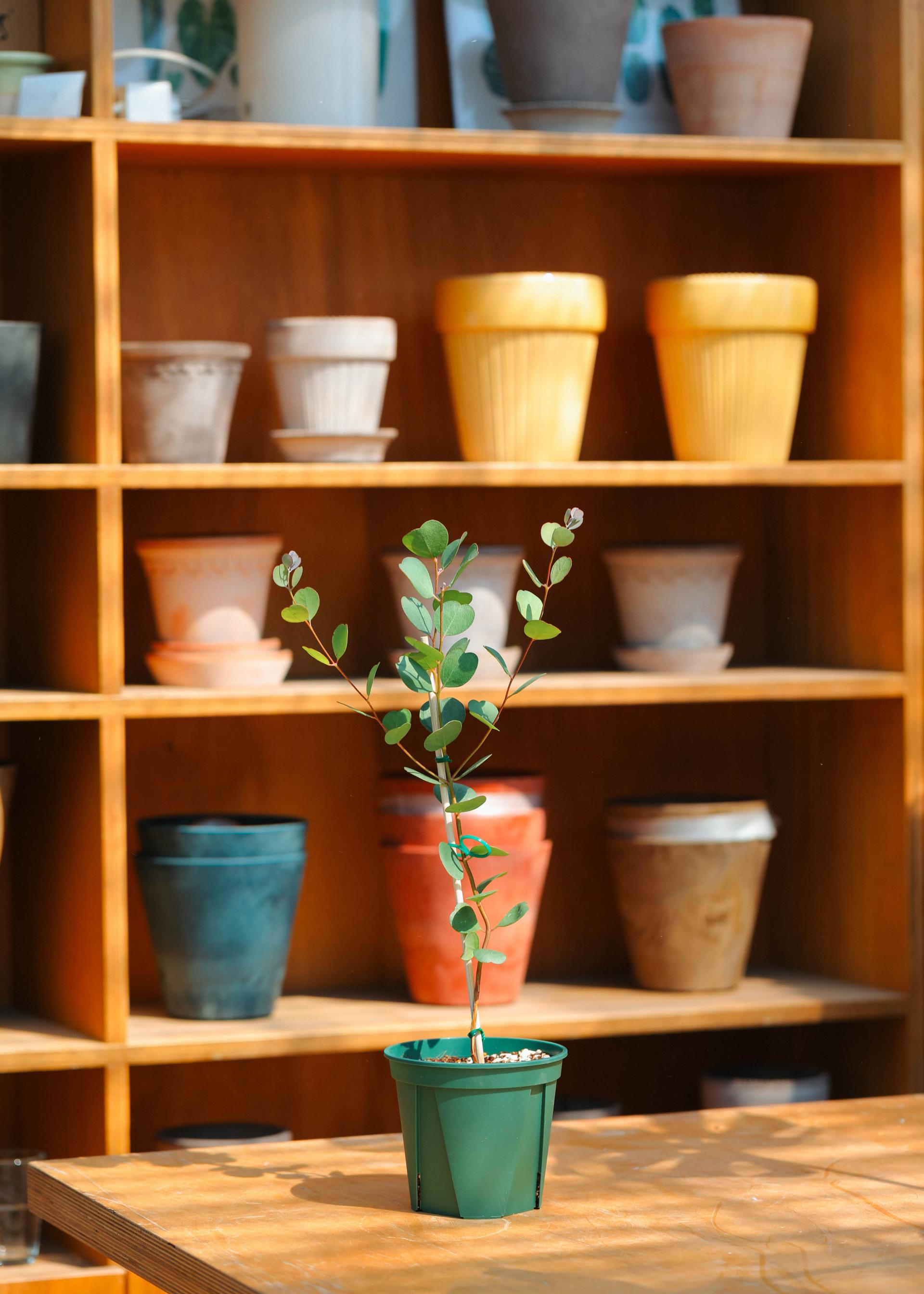 Eucalyptus websteriana 유칼립투스 웹스테리아나 준중품