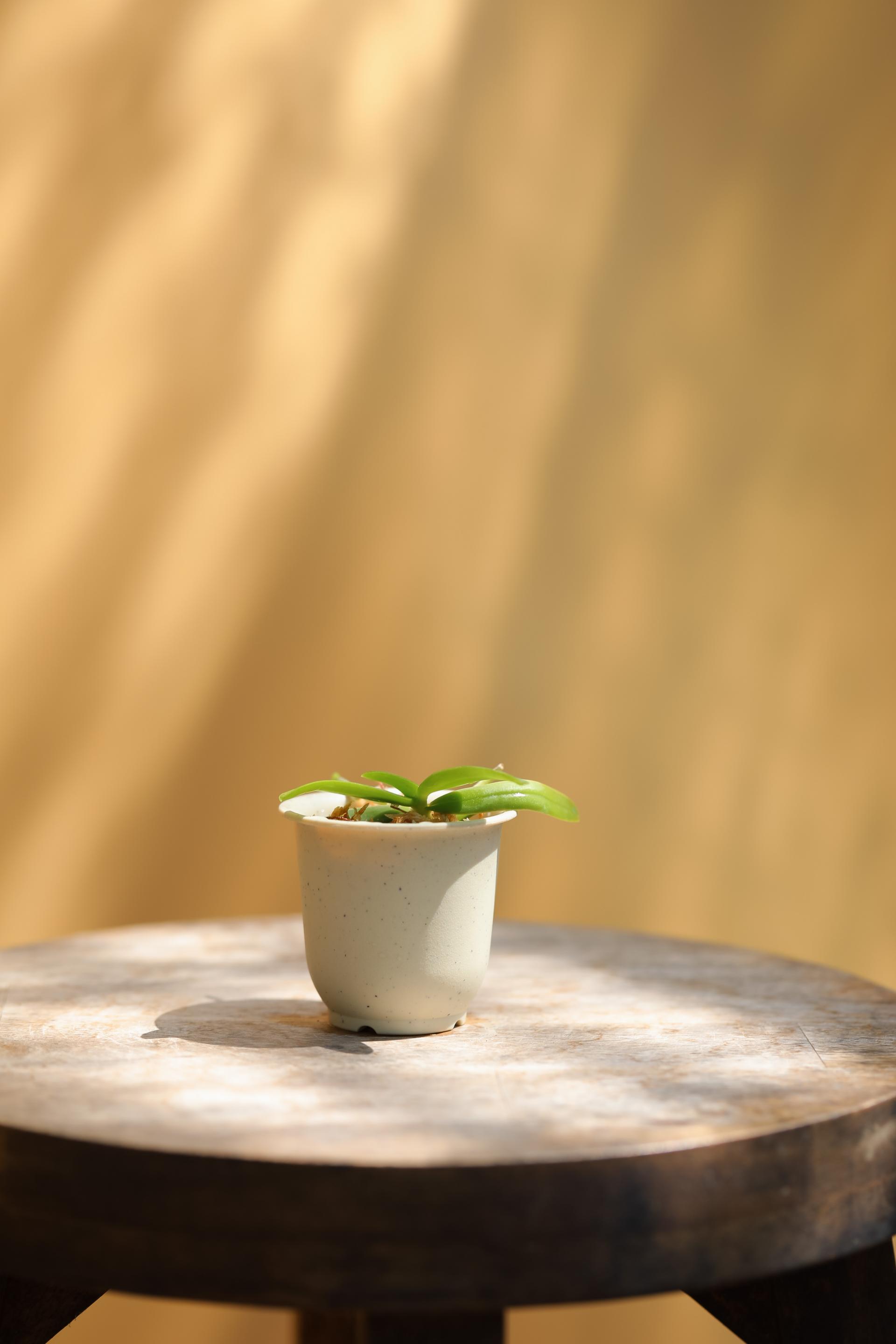 Tuberolabium kotoense + Mini honey jar pot 아리산 풍란 + 미니 허니자르팟