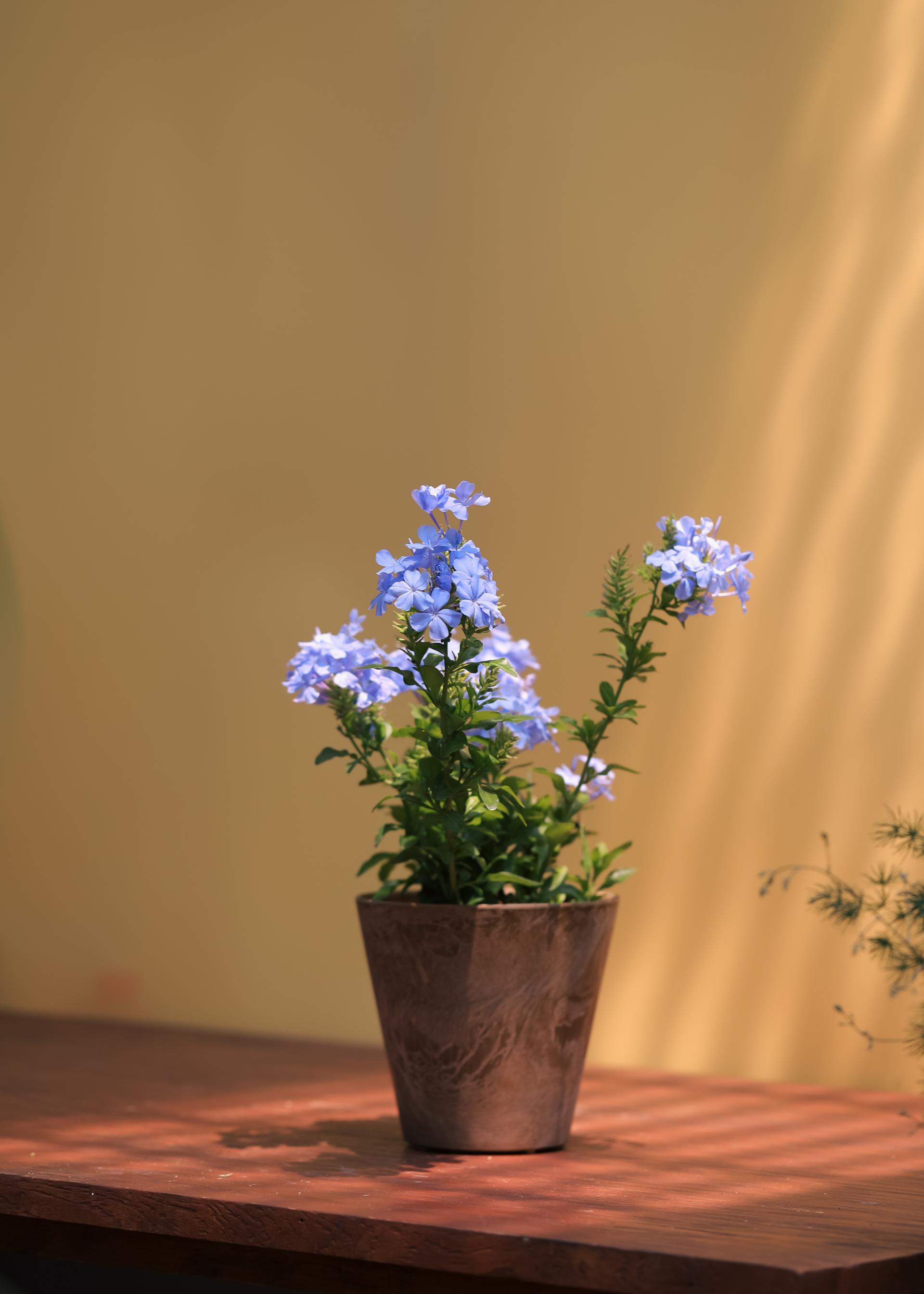 Plumbago auriculata 플럼바고 아우리쿨라타 (블루 플럼바고) 중품