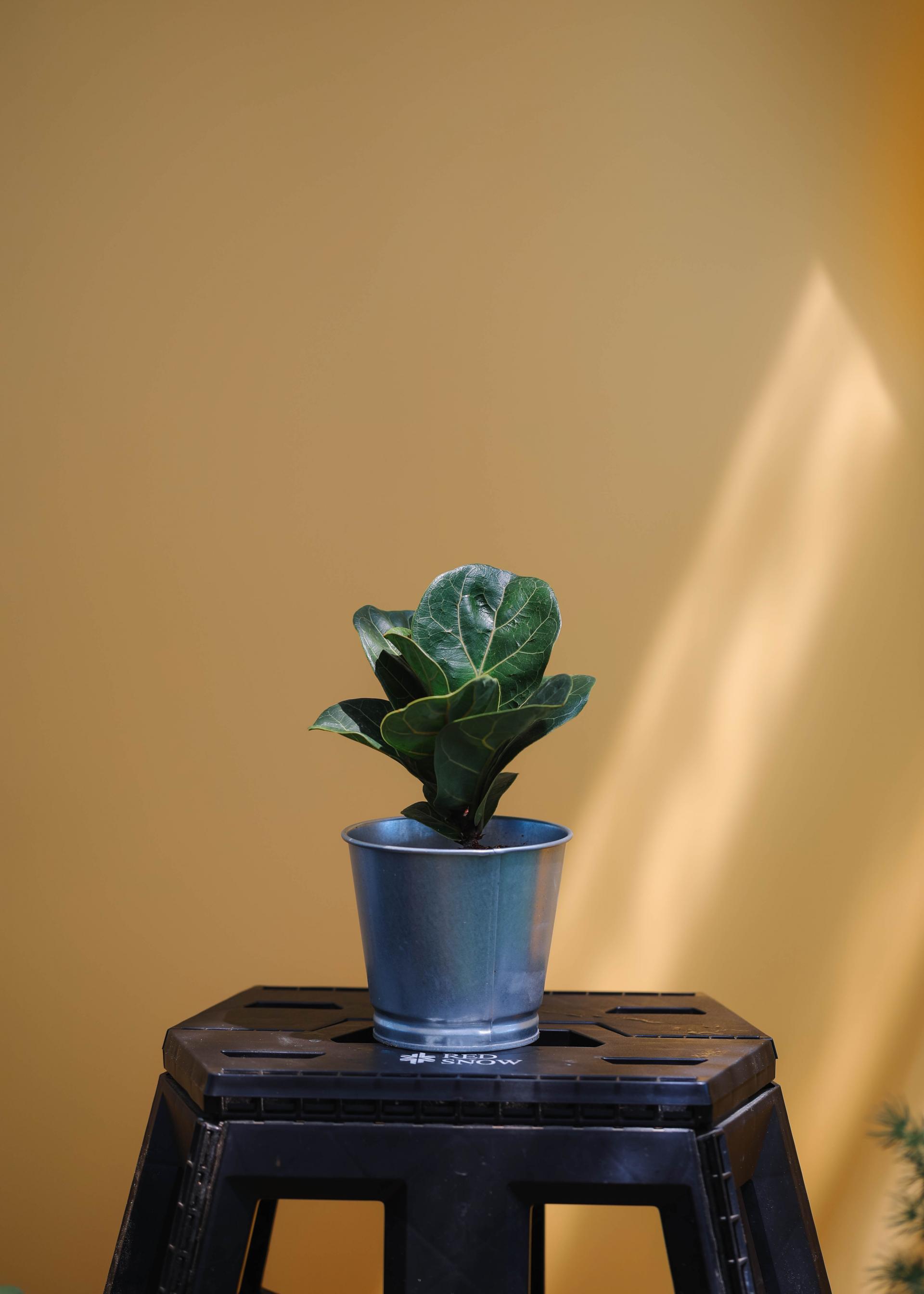 Ficus lyrata + Tin basket 휘커스 라이라타 (떡갈 고무나무) + 틴 바스켓