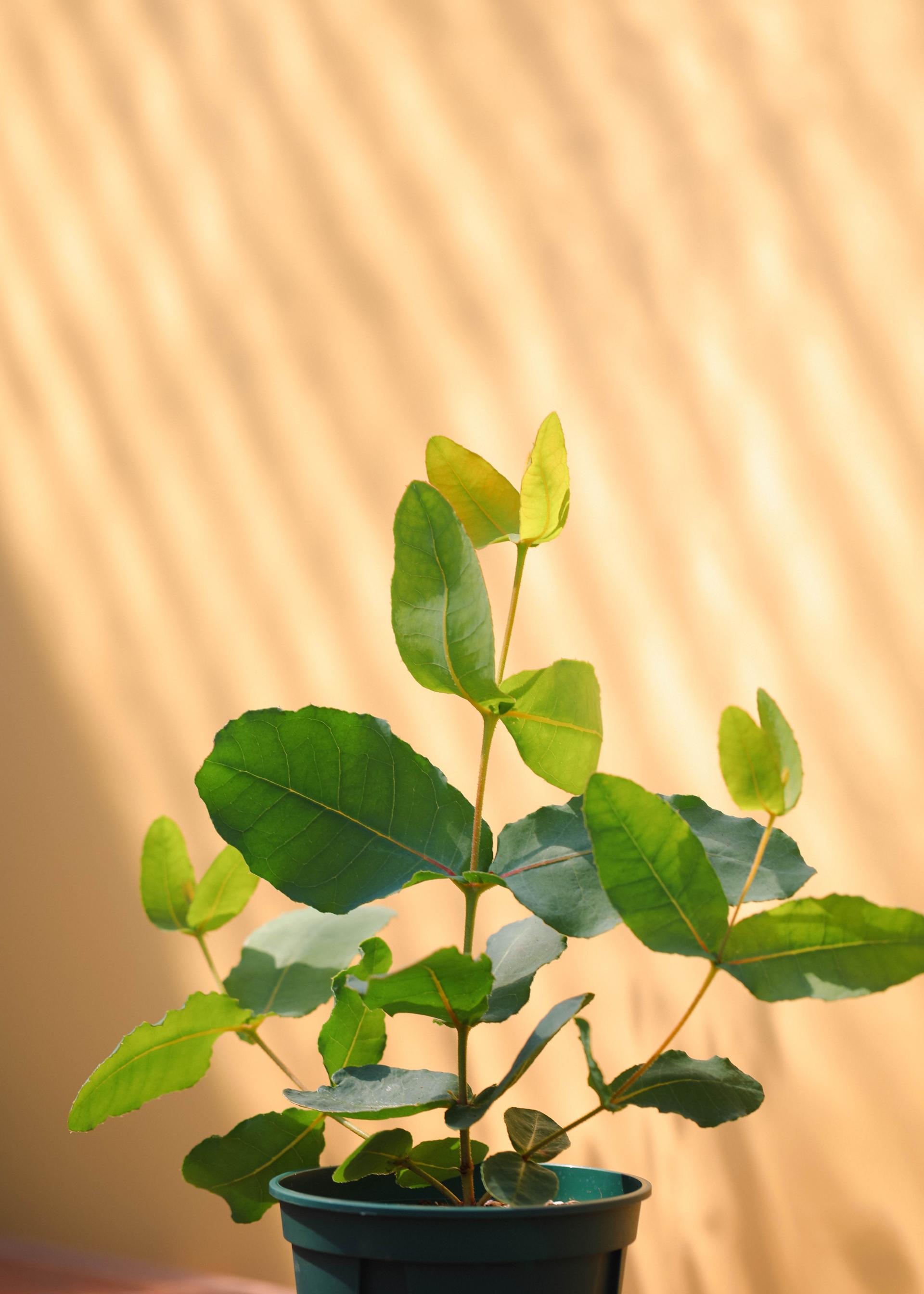 Eucalyptus preissiana 유칼립투스 프레이씨아나 준중품