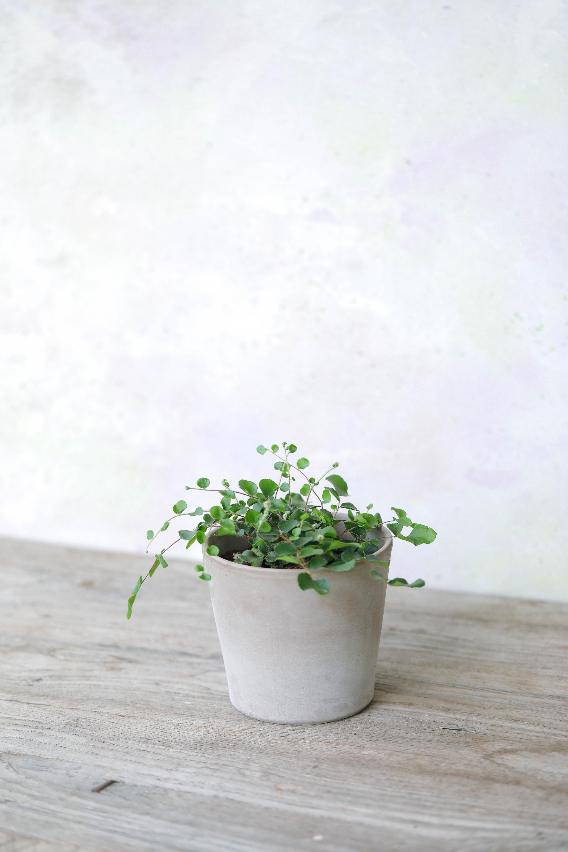 Pellaea rotundifolia (Button Fern) 펠리어 로툰디폴리아 (단추 고사리)