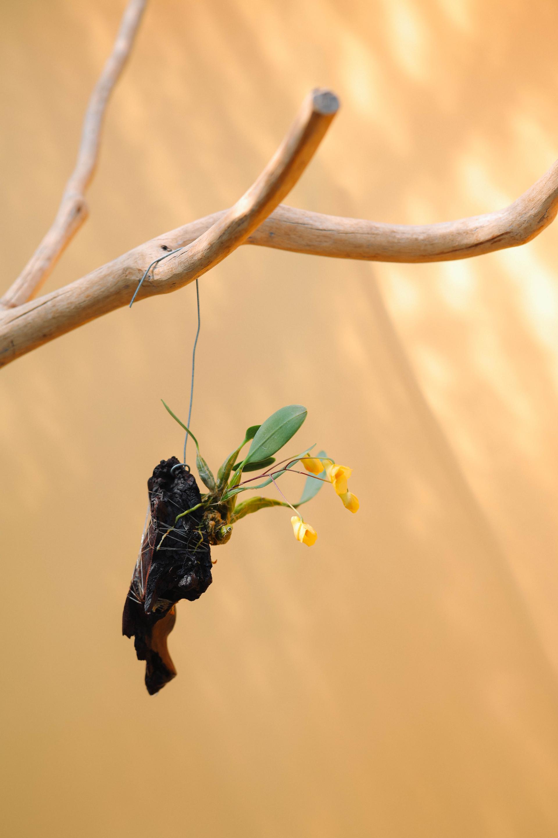Dendrobium Ueang Phueng 덴드로비움 엉펑 목부작