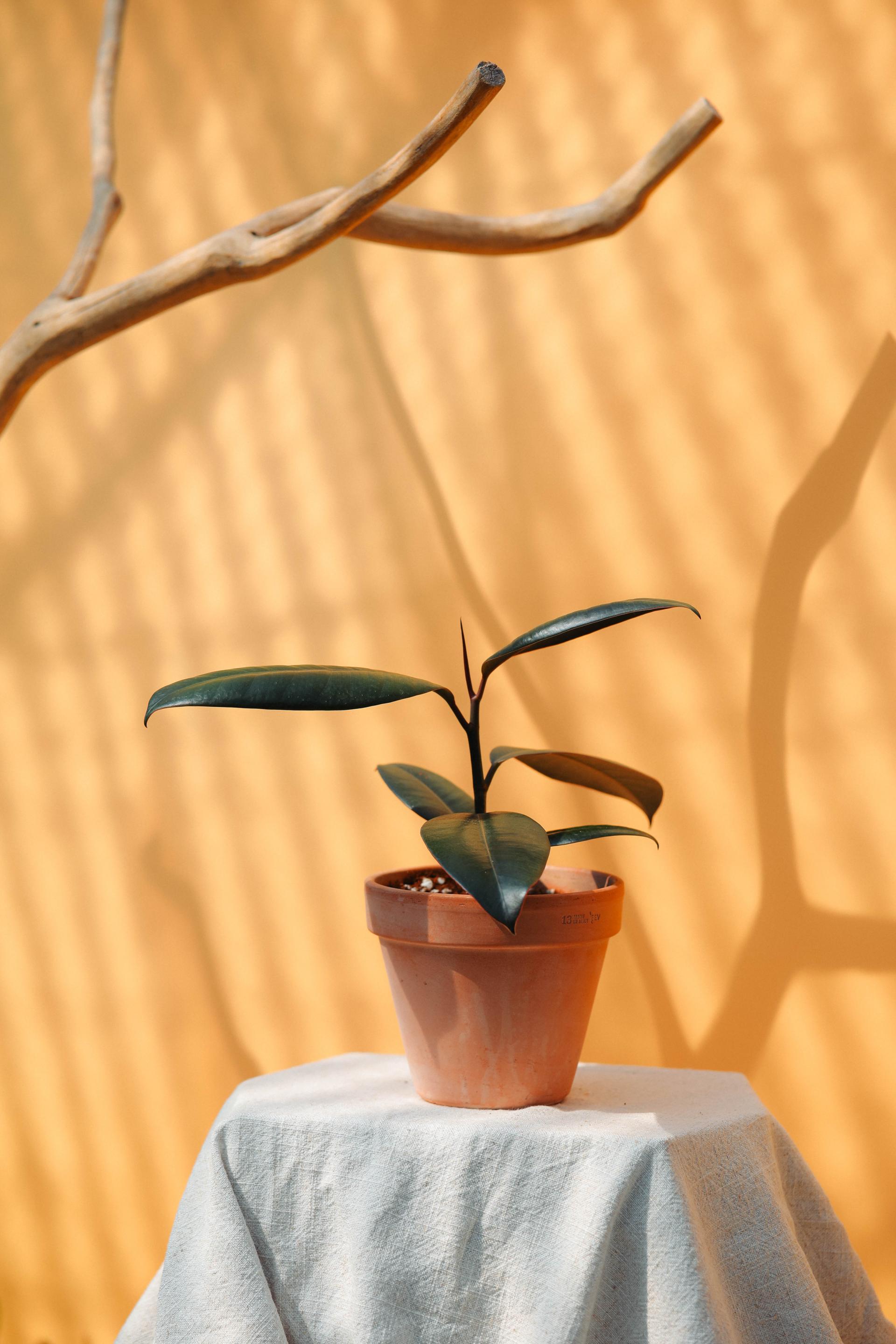 Ficus elastica 'Burgundy' + Italy white pot 휘커스 버건디 (버건디 고무나무) + 이태리 화이트팟