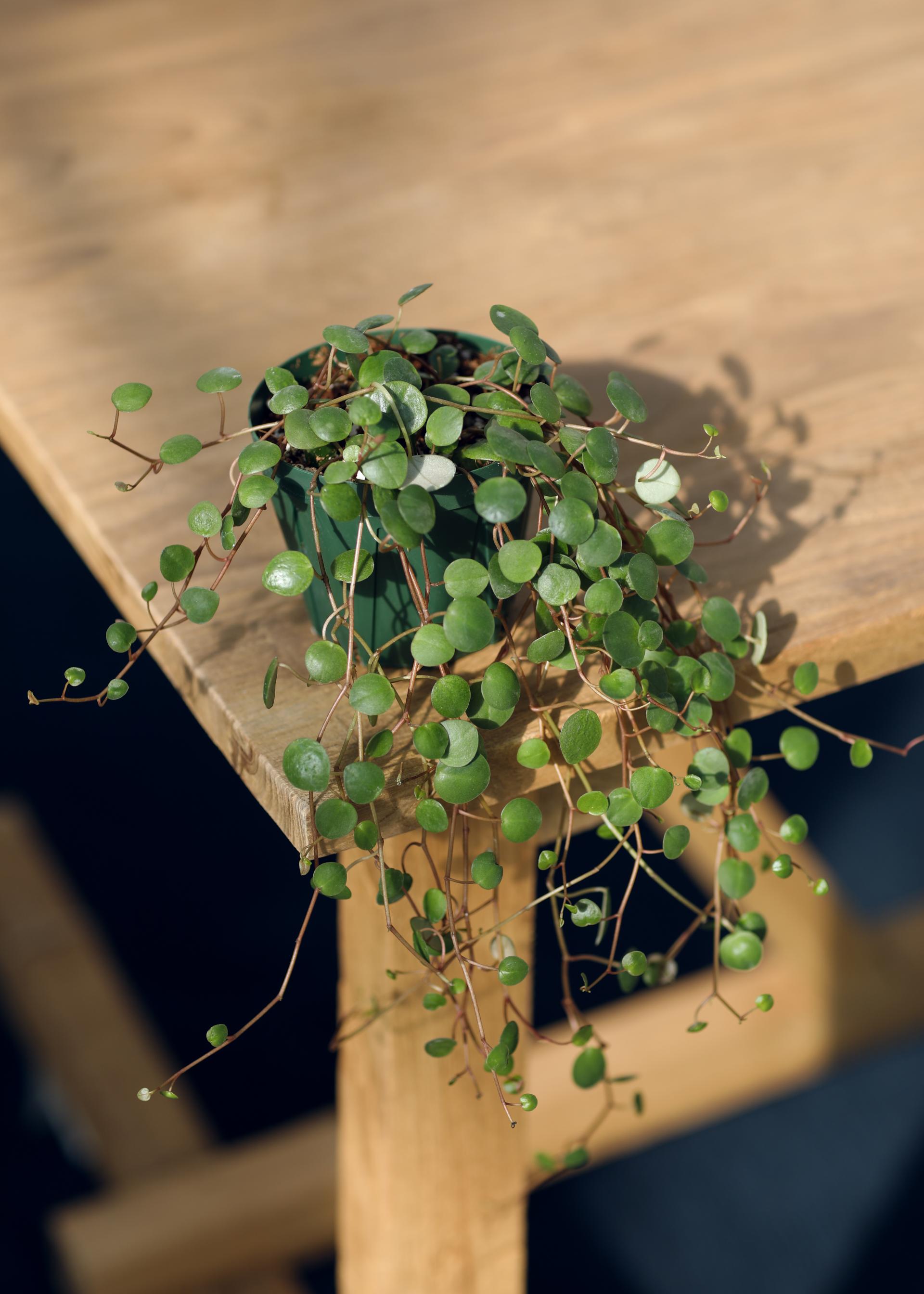 Peperomia 'Pepper Spot' 페페로미아 페퍼스팟