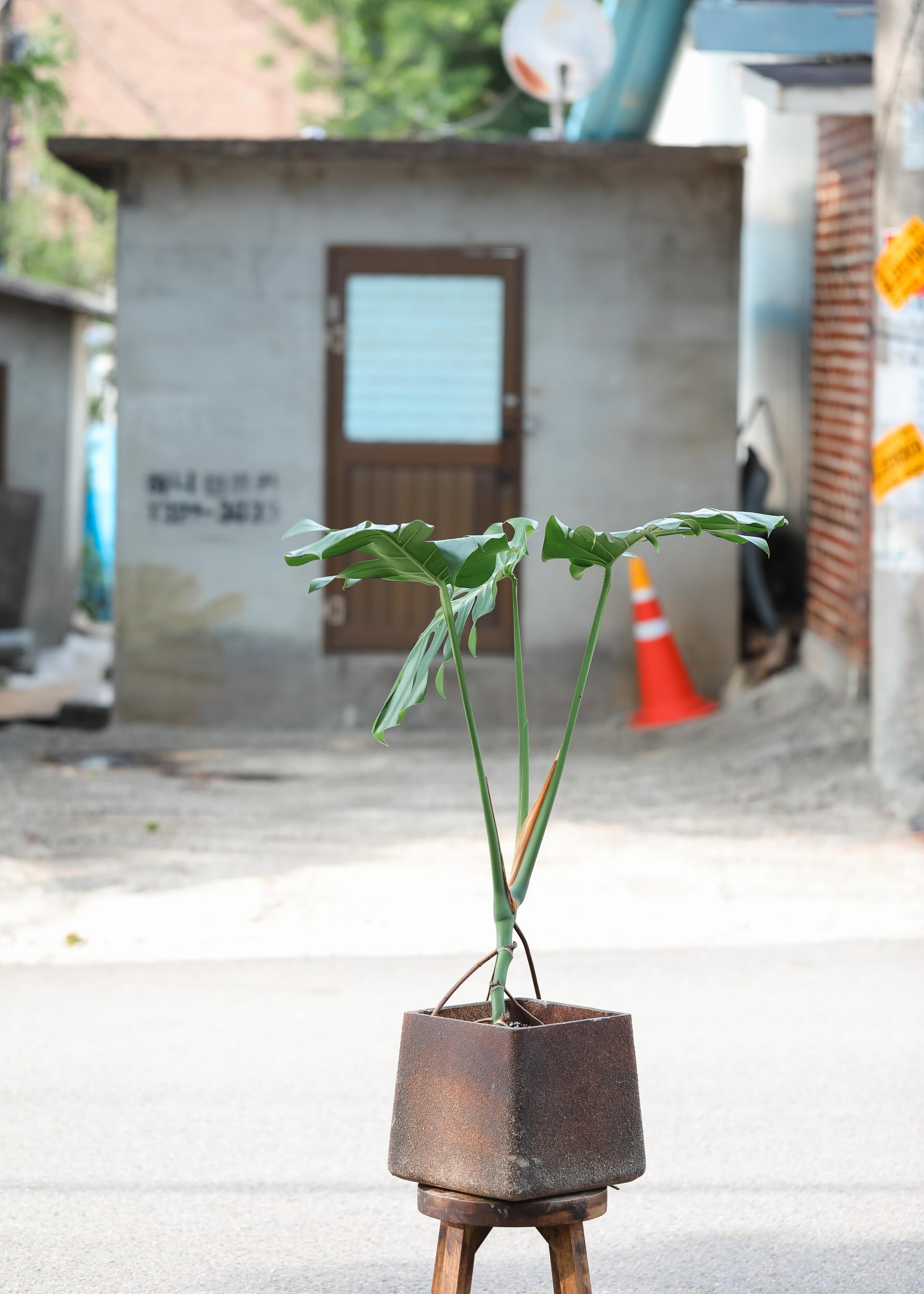 Monstera deliciosa + D&M cave rust pot 몬스테라 델리시오사 + 디앤엠 케이브 러스트팟