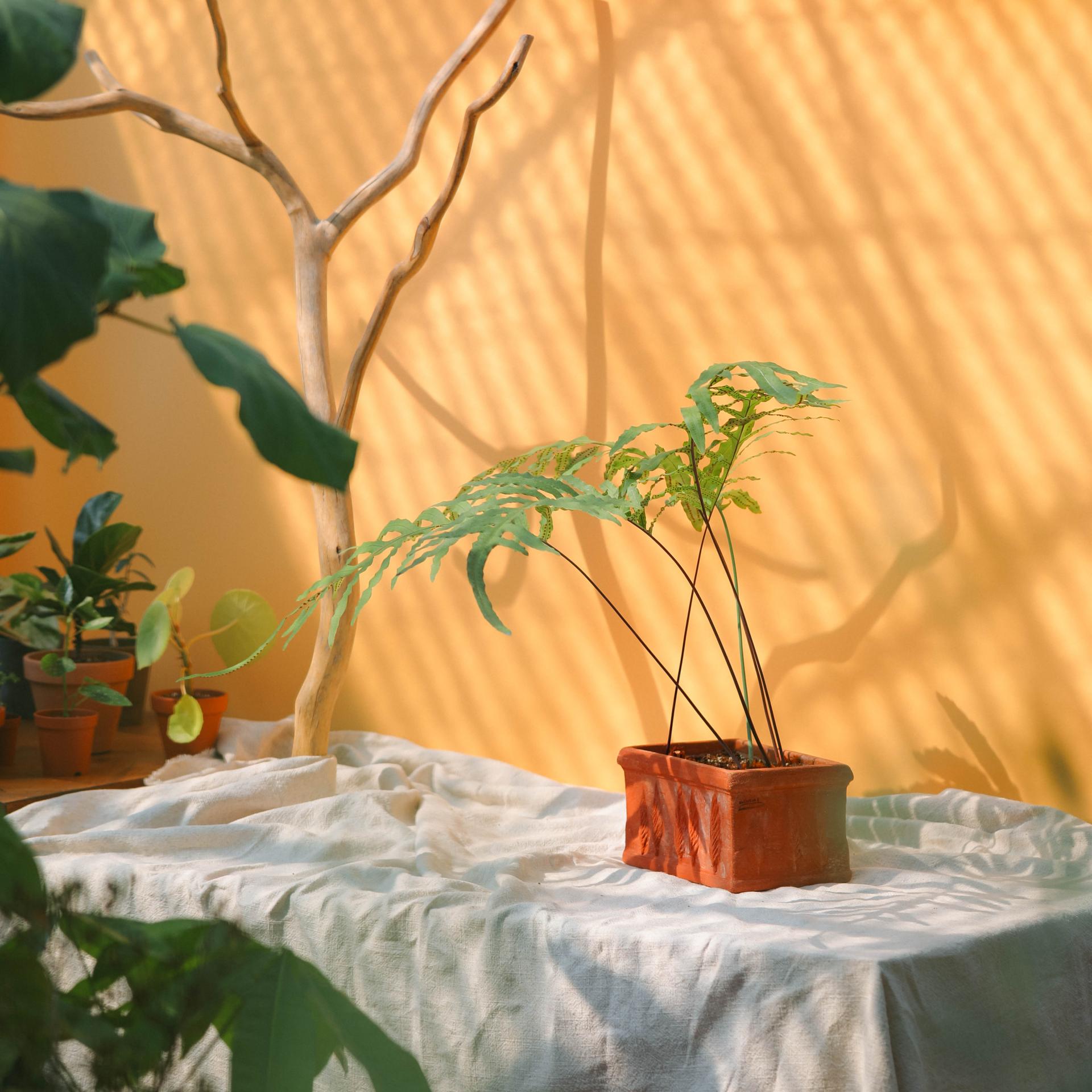 Phlebodium aureum + Italy oblong pot 플레보디움 아우레움 (원종) + 이태리 직사각팟