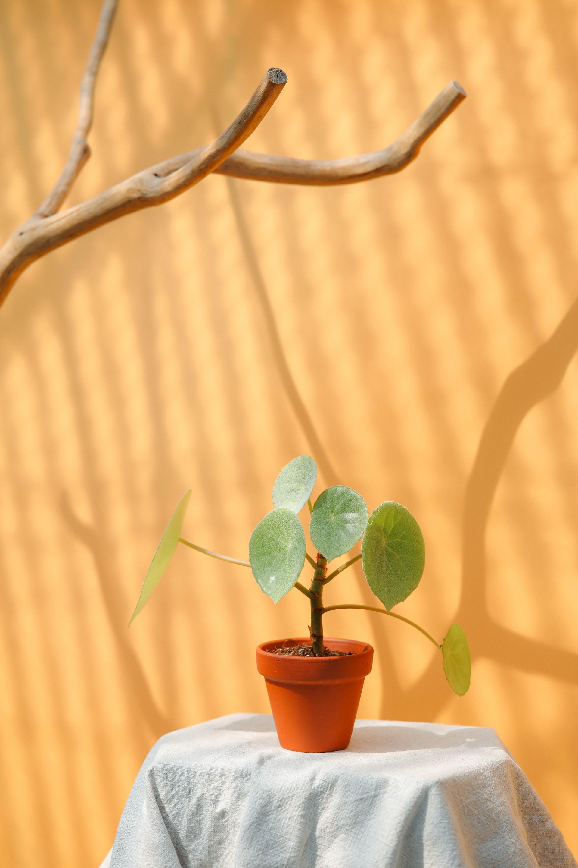 Begonia peltata (Begonia incana) + Italy terracotta pot 베고니아 인카나 + 이태리 테라코타팟