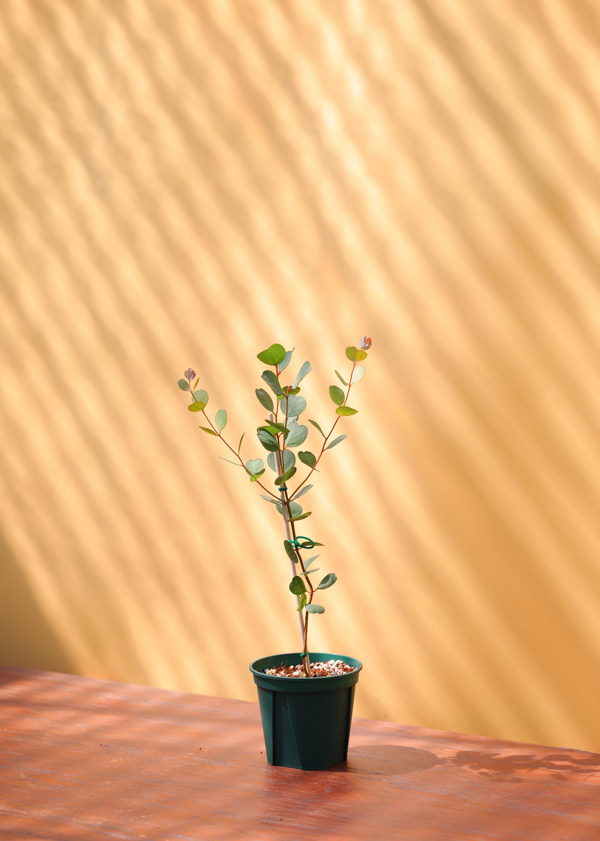 Eucalyptus websteriana 유칼립투스 웹스테리아나 준중품