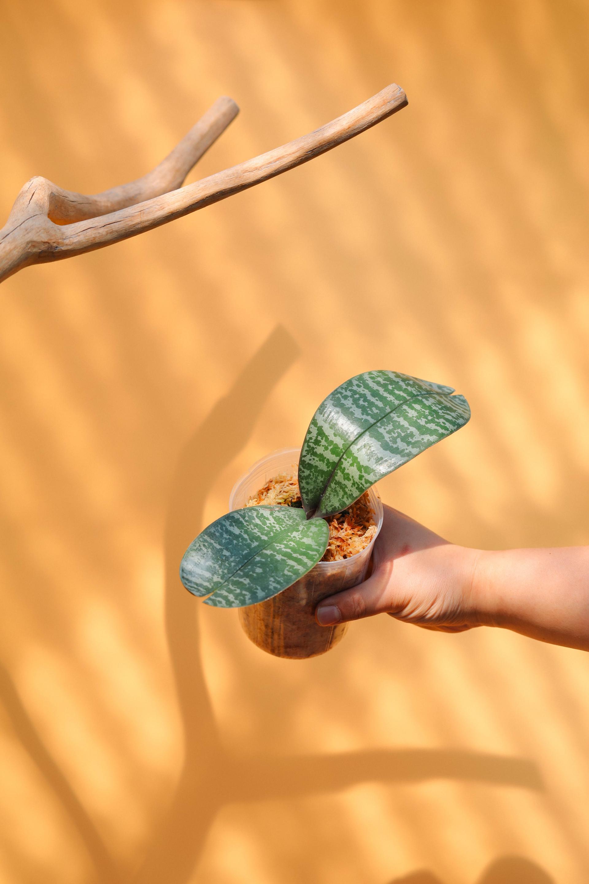 Phalaenopsis philippinensis 팔레놉시스 필리핀엔시스 (원종 호접란) 복제