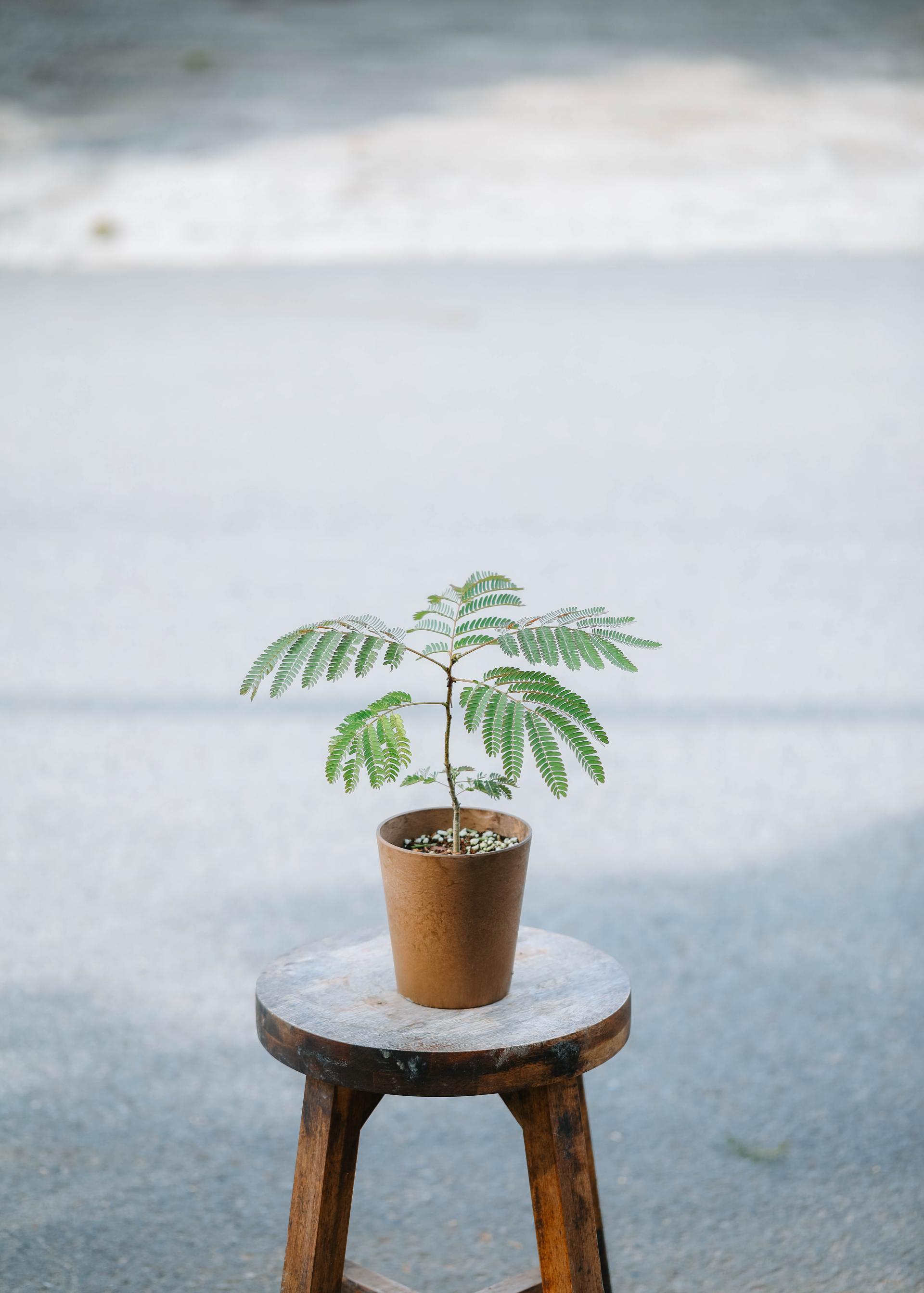 Albizia julibrissin + Brown marble pot 자귀 나무 + 브라운 마블팟