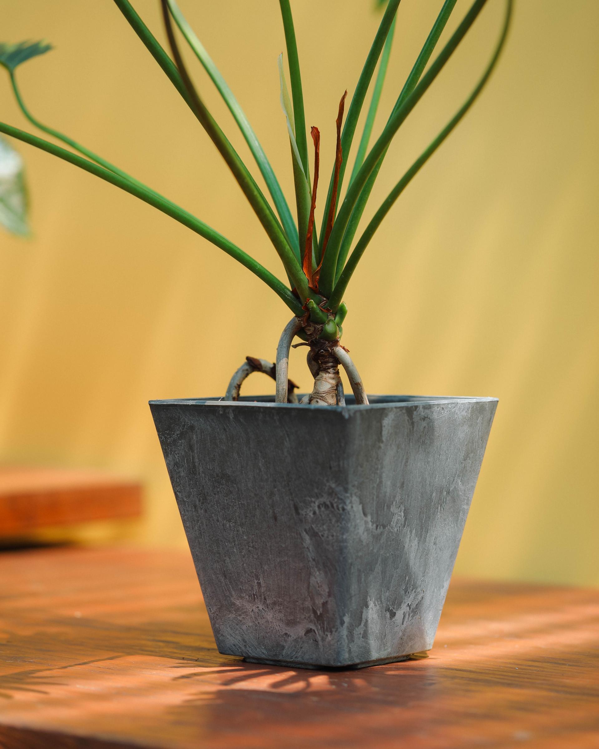 Thaumatophyllum xanadu + Gray square pot 타우마토필름 제나두 (제나두 셀렘) + 그레이 스퀘어팟
