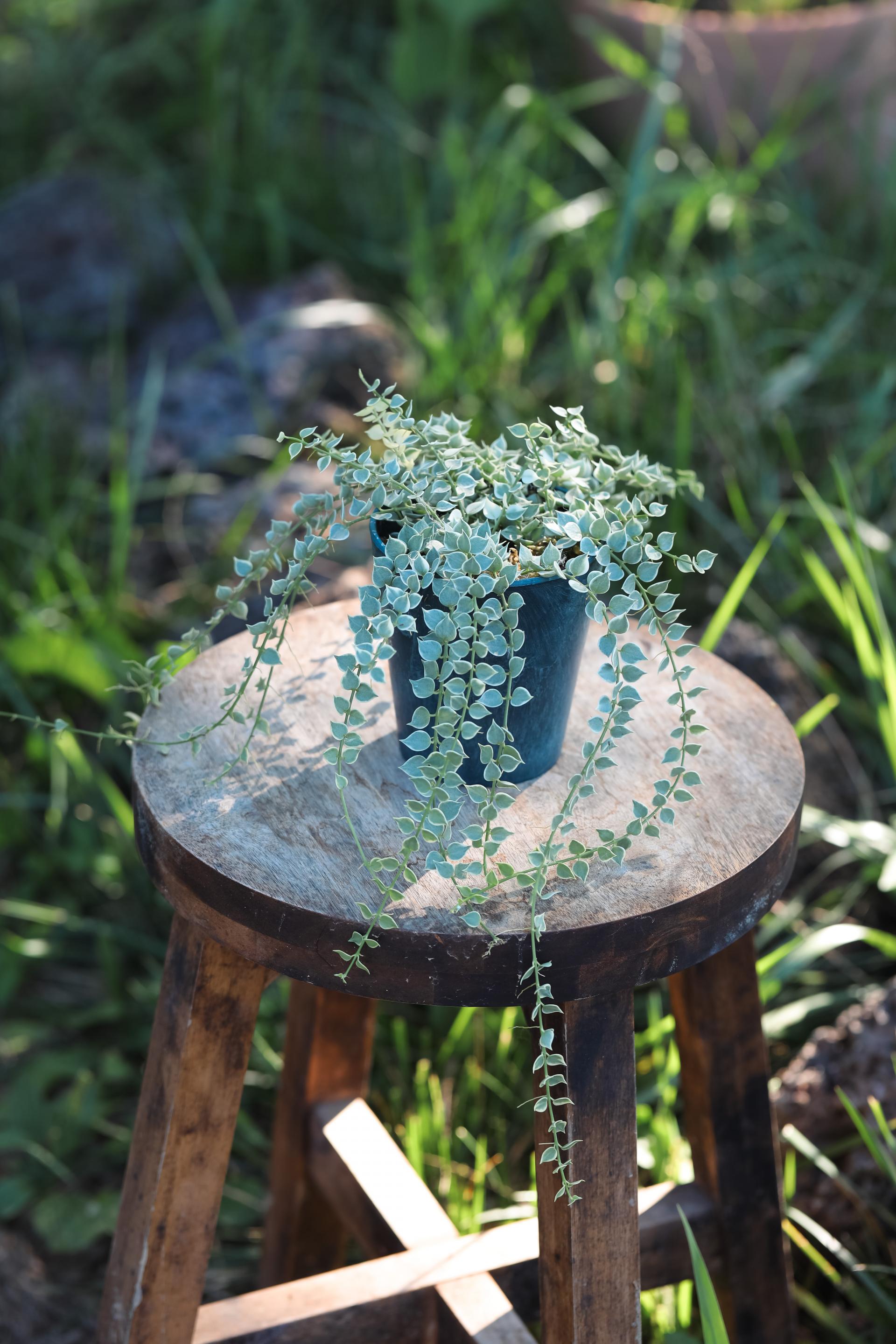 Dischidia ruscifolia variegated 디스키디아 루시폴리아 무늬종 (밀리언하트 무늬종)