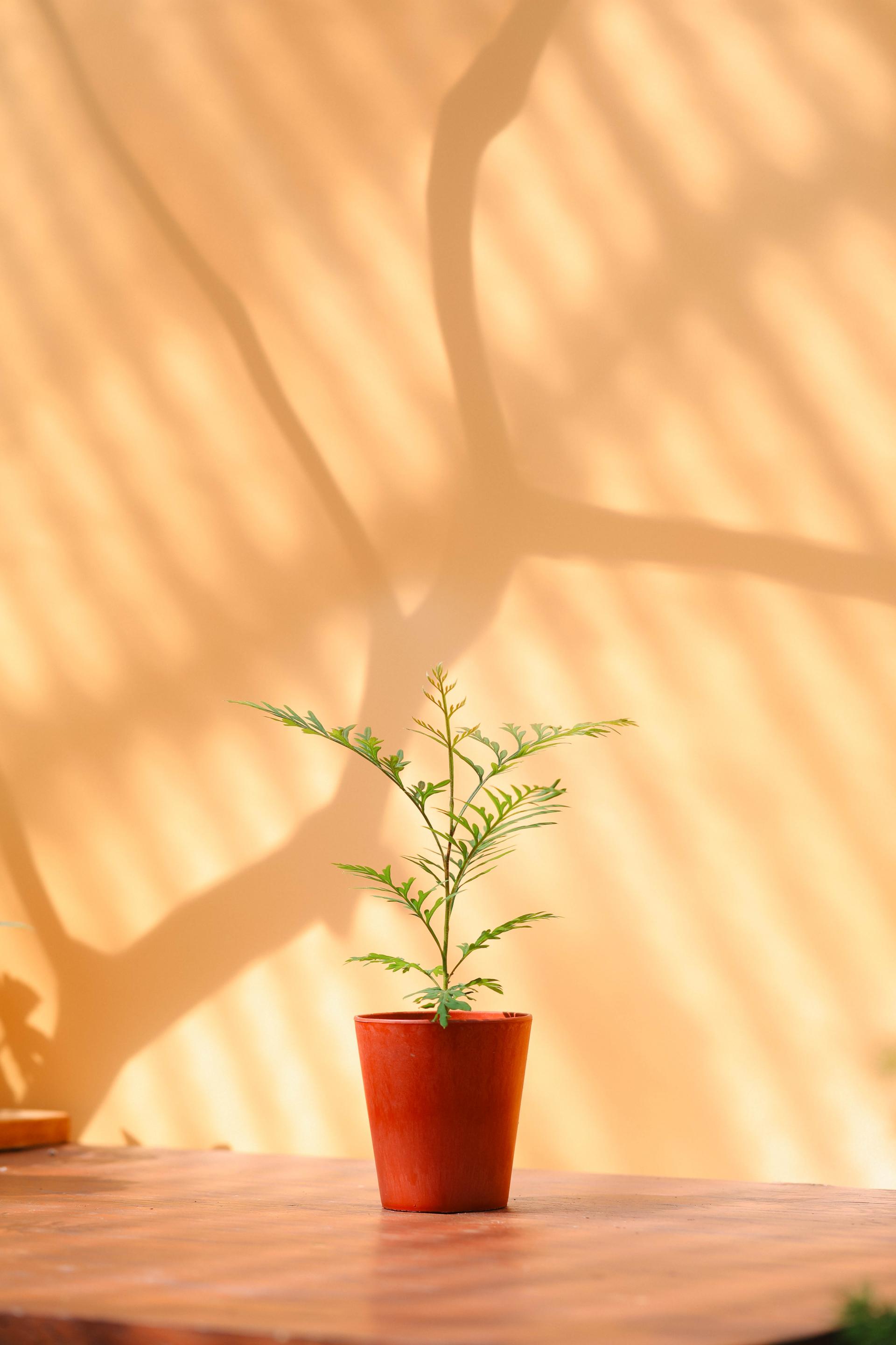 Grevillea robusta + Marble pot 그레빌레아 로부스타 + 마블팟