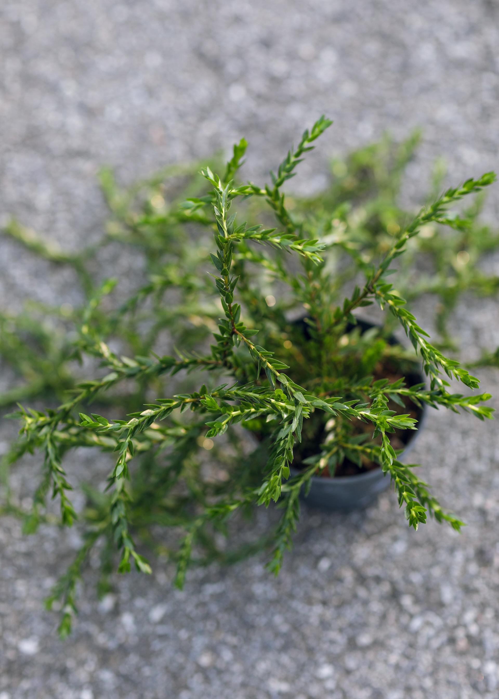Phlegmariurus sp. 석송 sp. (플레그마리우러스)