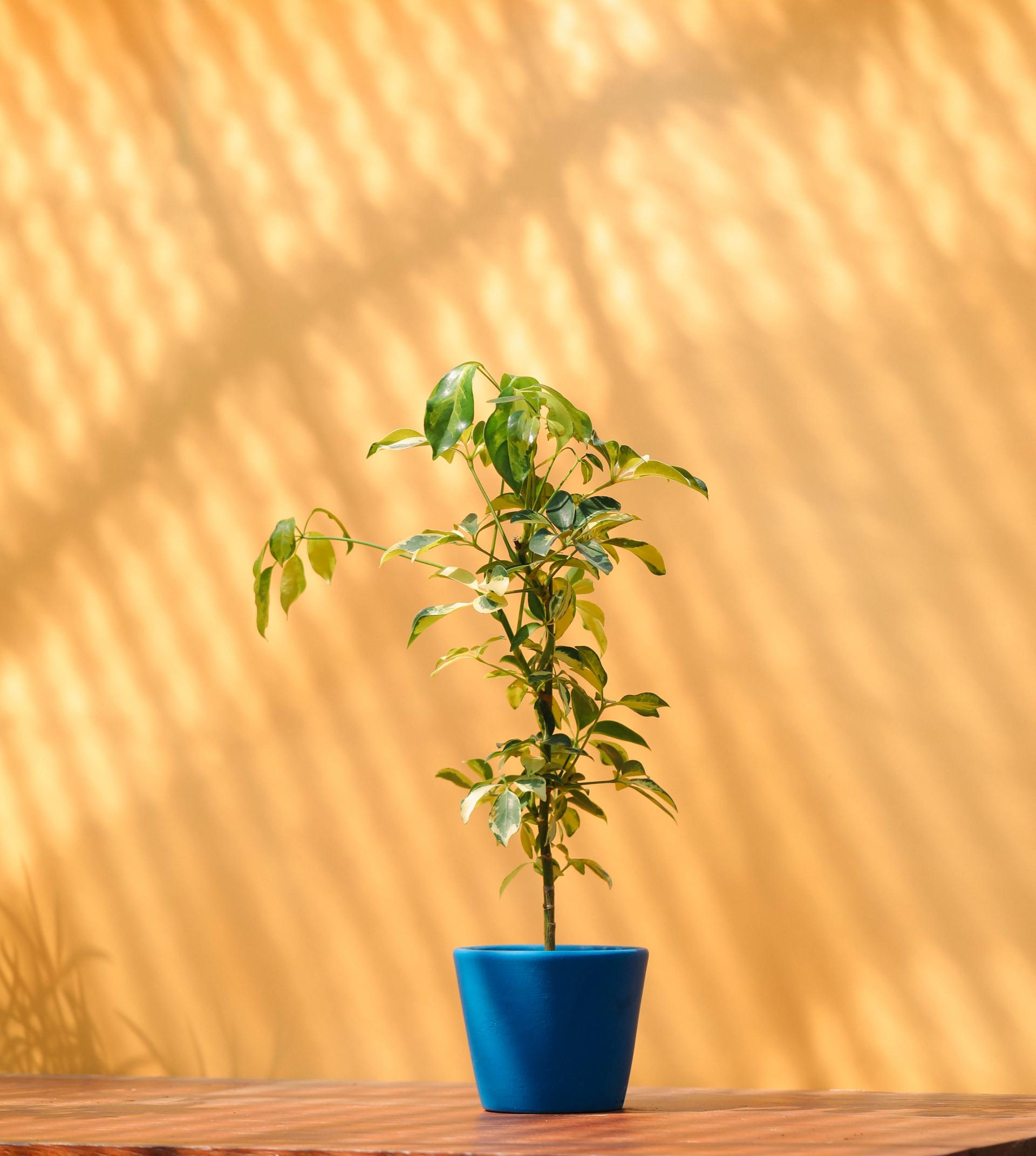 Schefflera arboricola dazzle + Serax blue pot 쉐프렐라 다즐 + 세락스 블루팟