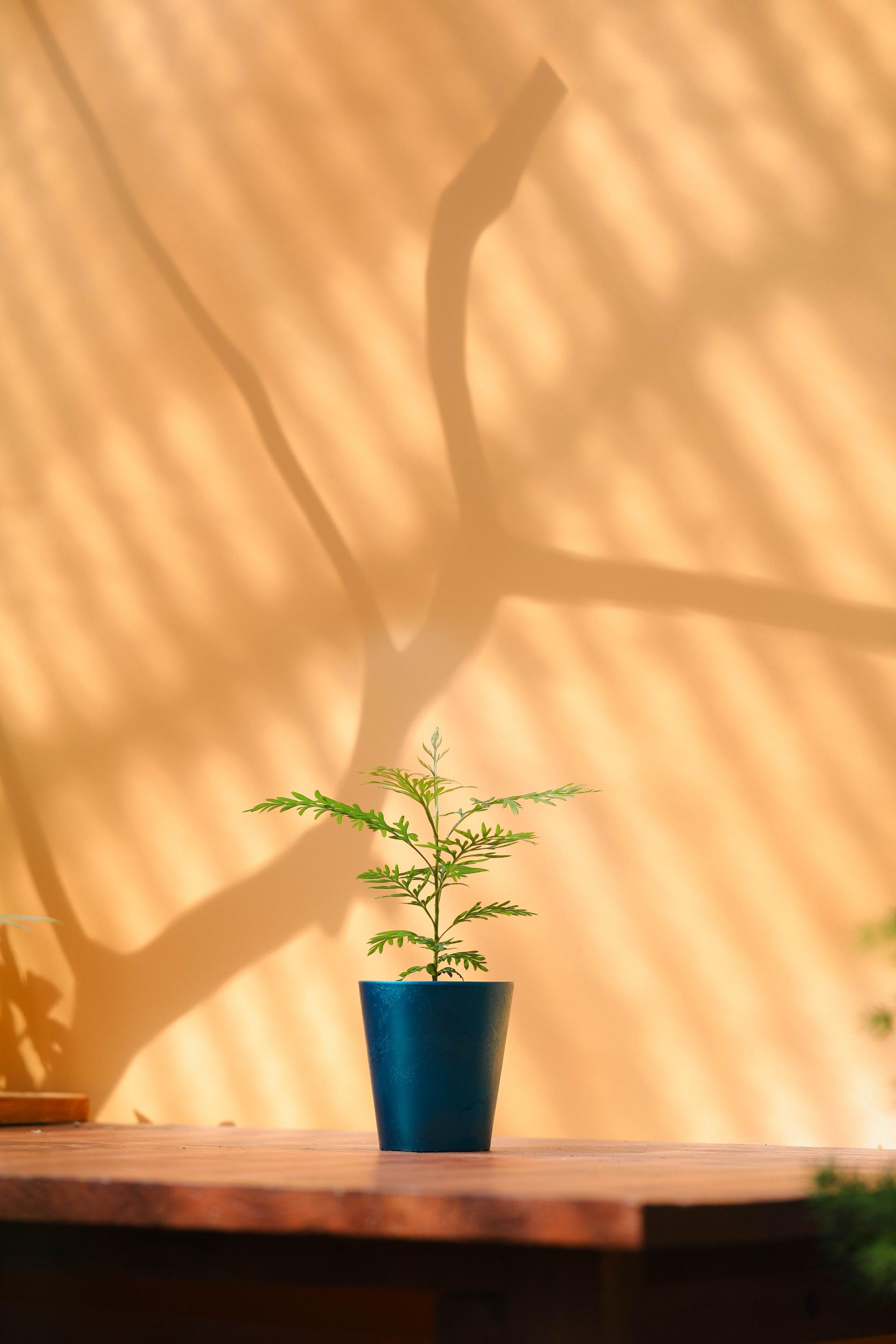 Grevillea robusta + Marble pot 그레빌레아 로부스타 + 마블팟