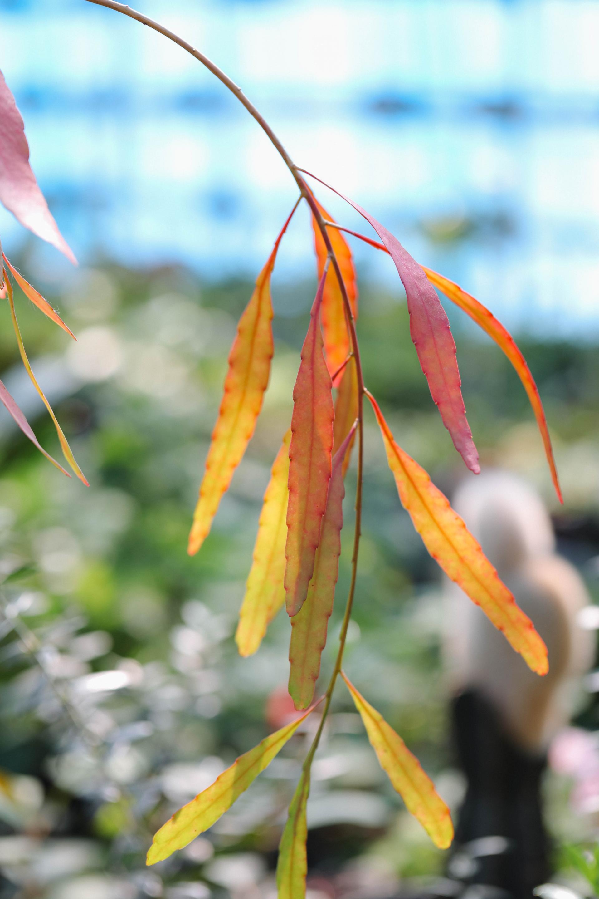 Rhipsalis ramulosa 'Red Coral' + Bergs Potter Simona grey 립살리스 라뮬로사 '레드 코랄' + 베르그포터 시모나 그레이
