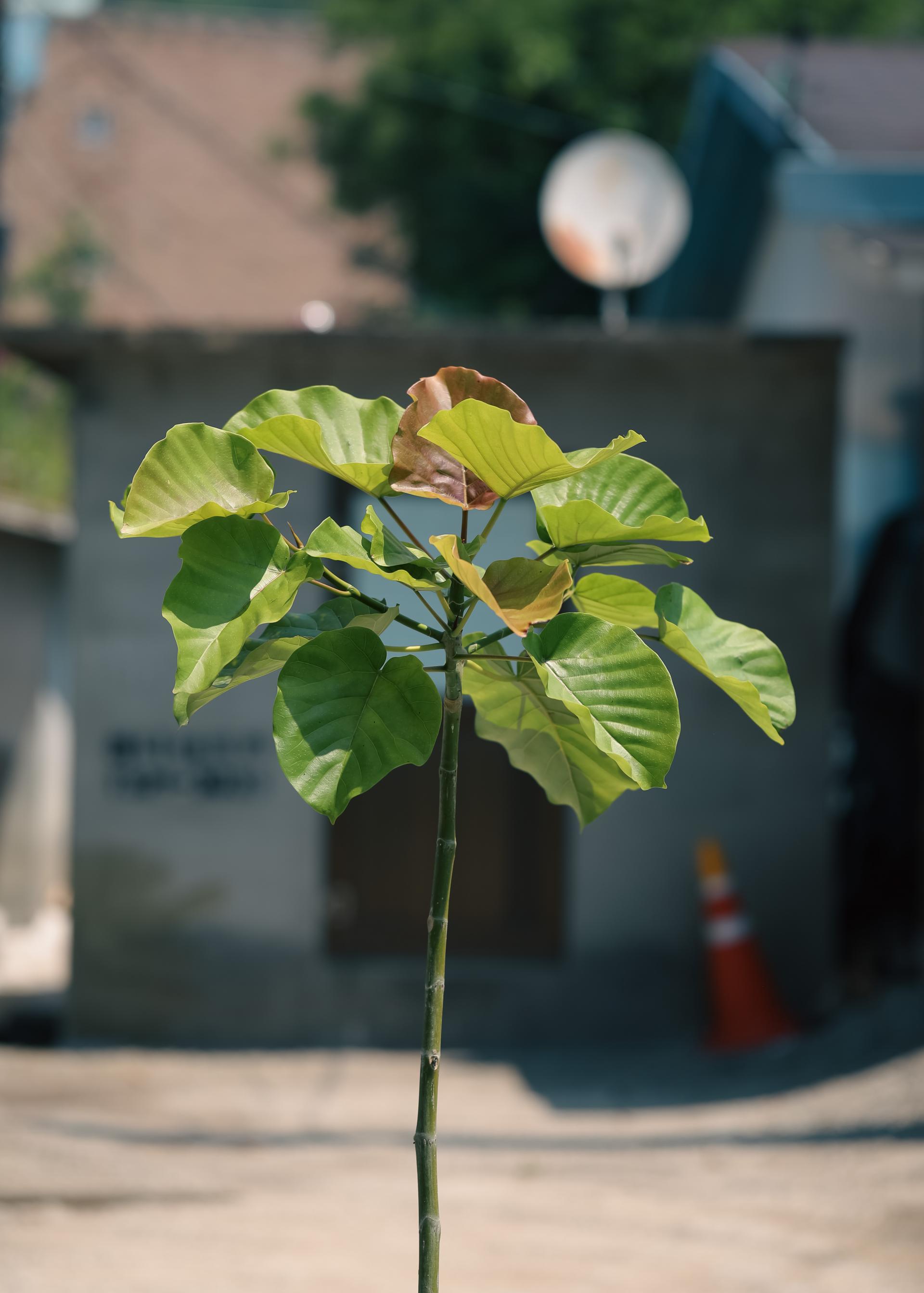 Ficus umbellata + Bergs Potter Copenhagen grey 휘커스 움벨라타 + 베르그포터 코펜하겐 그레이