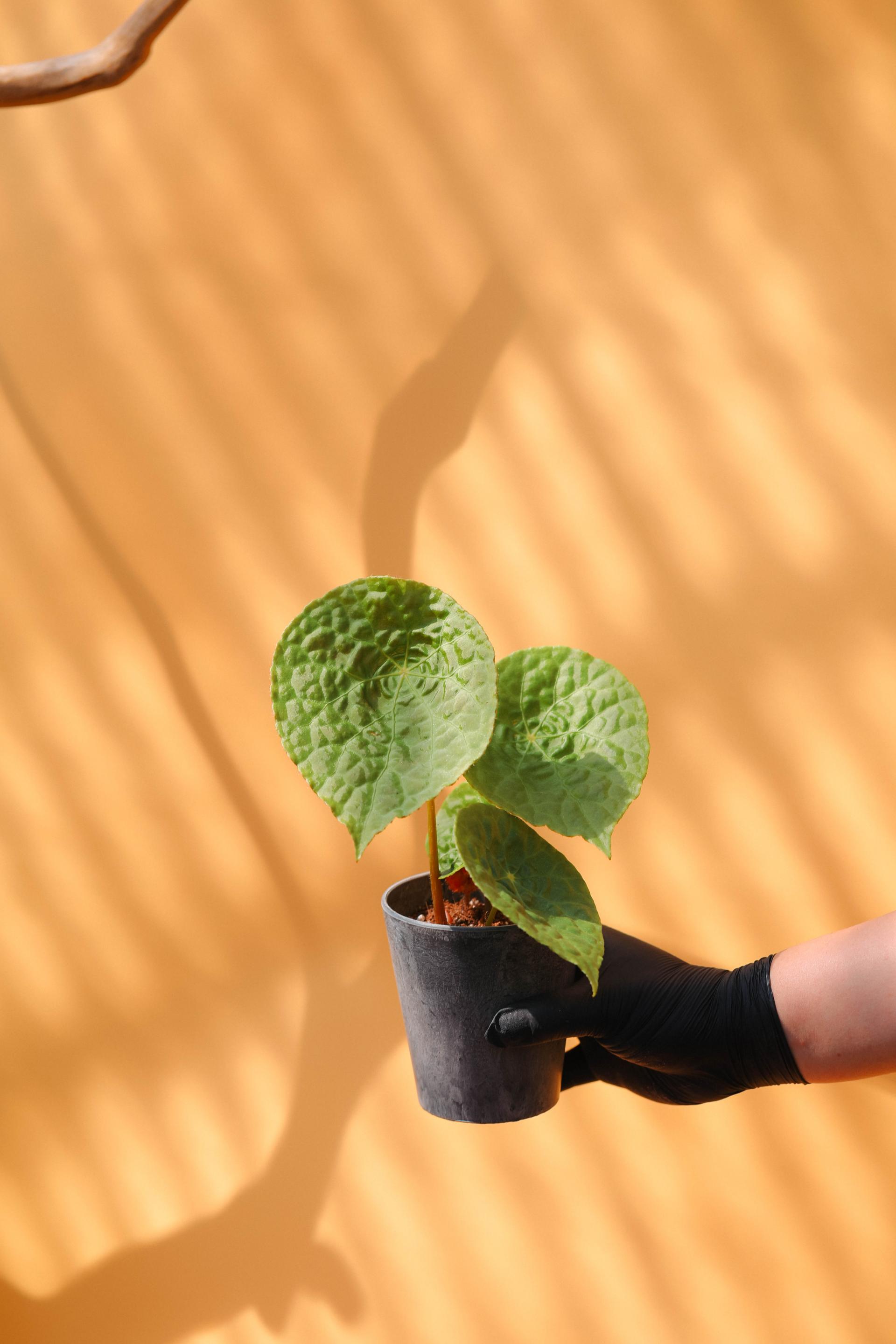 Begonia phutoensis + Gray marble pot 베고니아 푸토엔시스 + 그레이 마블팟