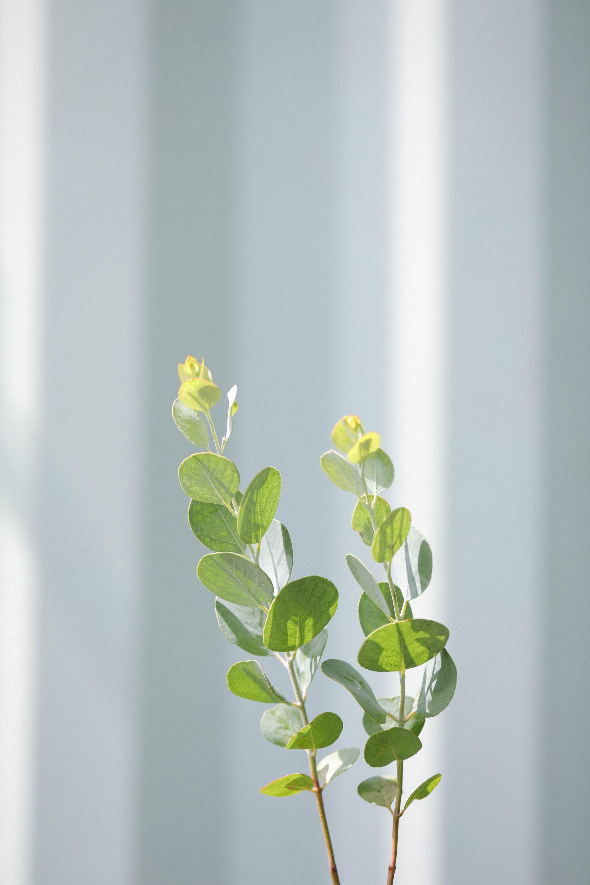 Eucalyptus orbifolia 유칼립투스 오르비폴리아 준중품