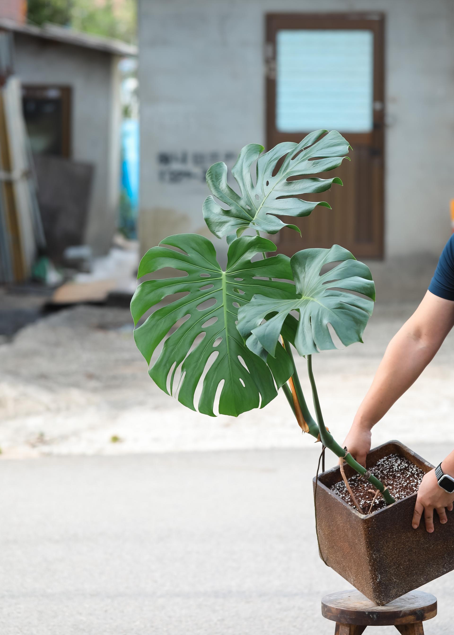 Monstera deliciosa + D&M cave rust pot 몬스테라 델리시오사 + 디앤엠 케이브 러스트팟