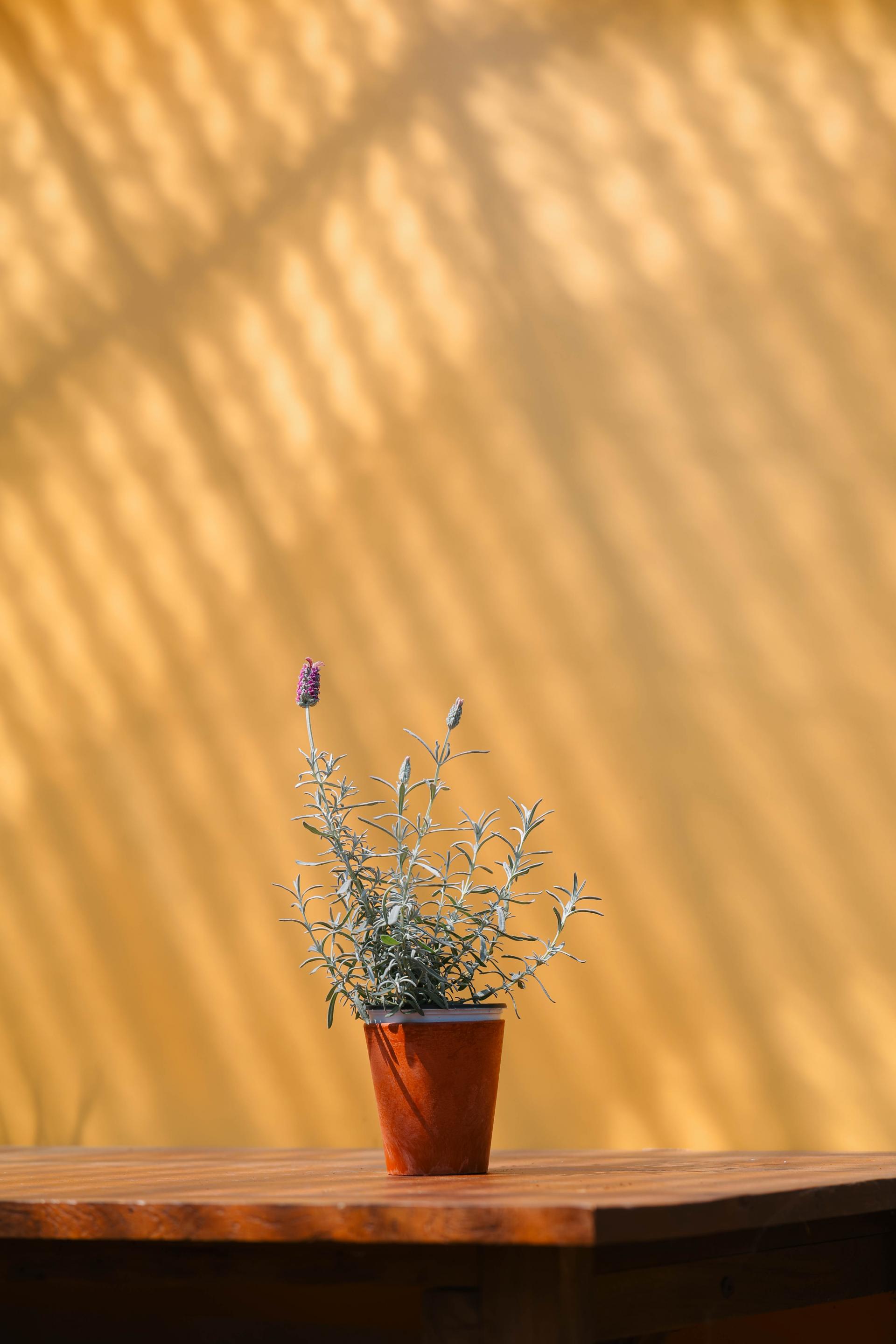 Lavandula stoechas Silver + Marble pot 실버 라벤더 + 마블팟