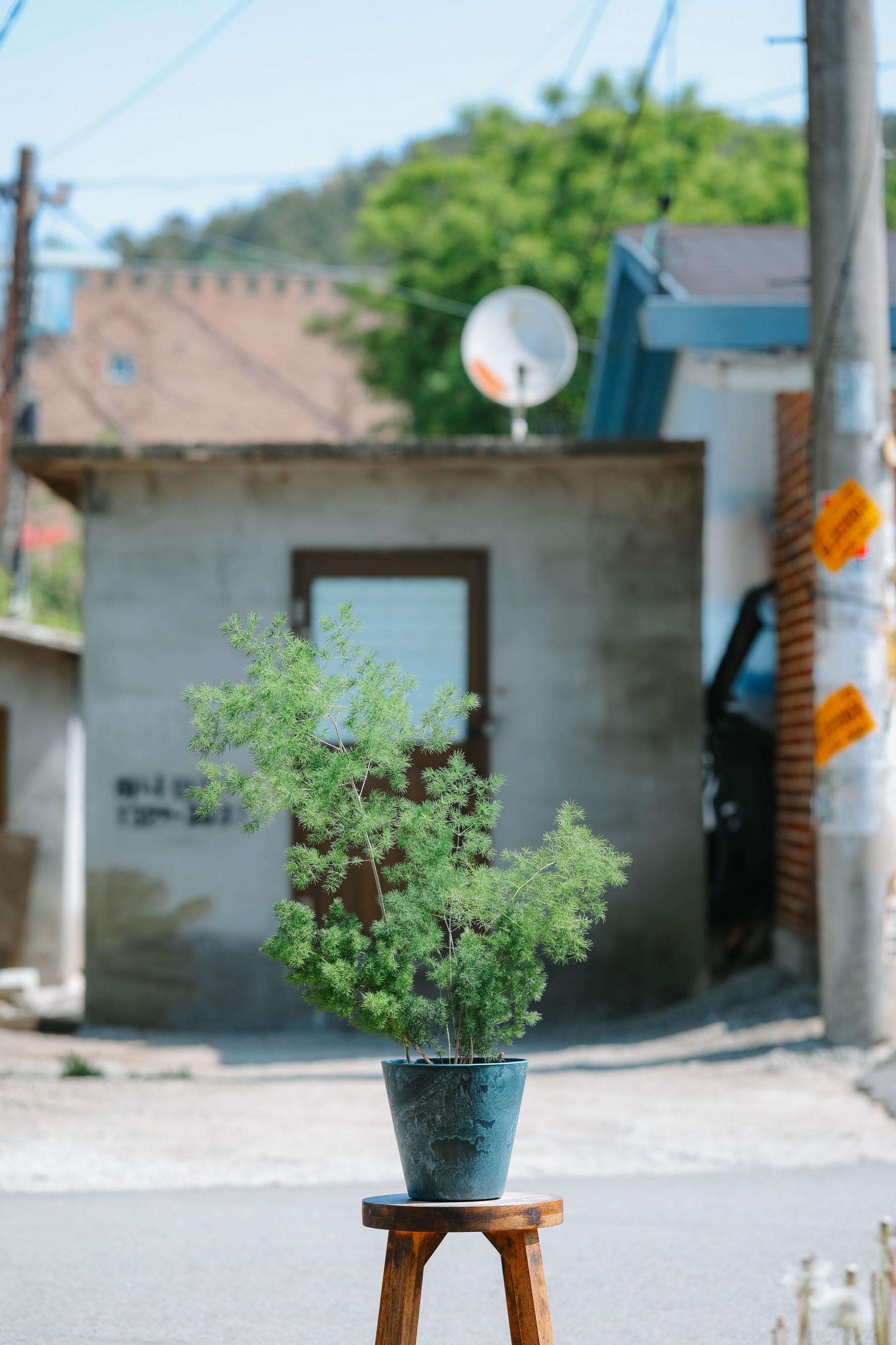 Asparagus myriocladus + Navy marble pot 아스파라거스 미리오클라두스 대품 + 네이비 마블팟