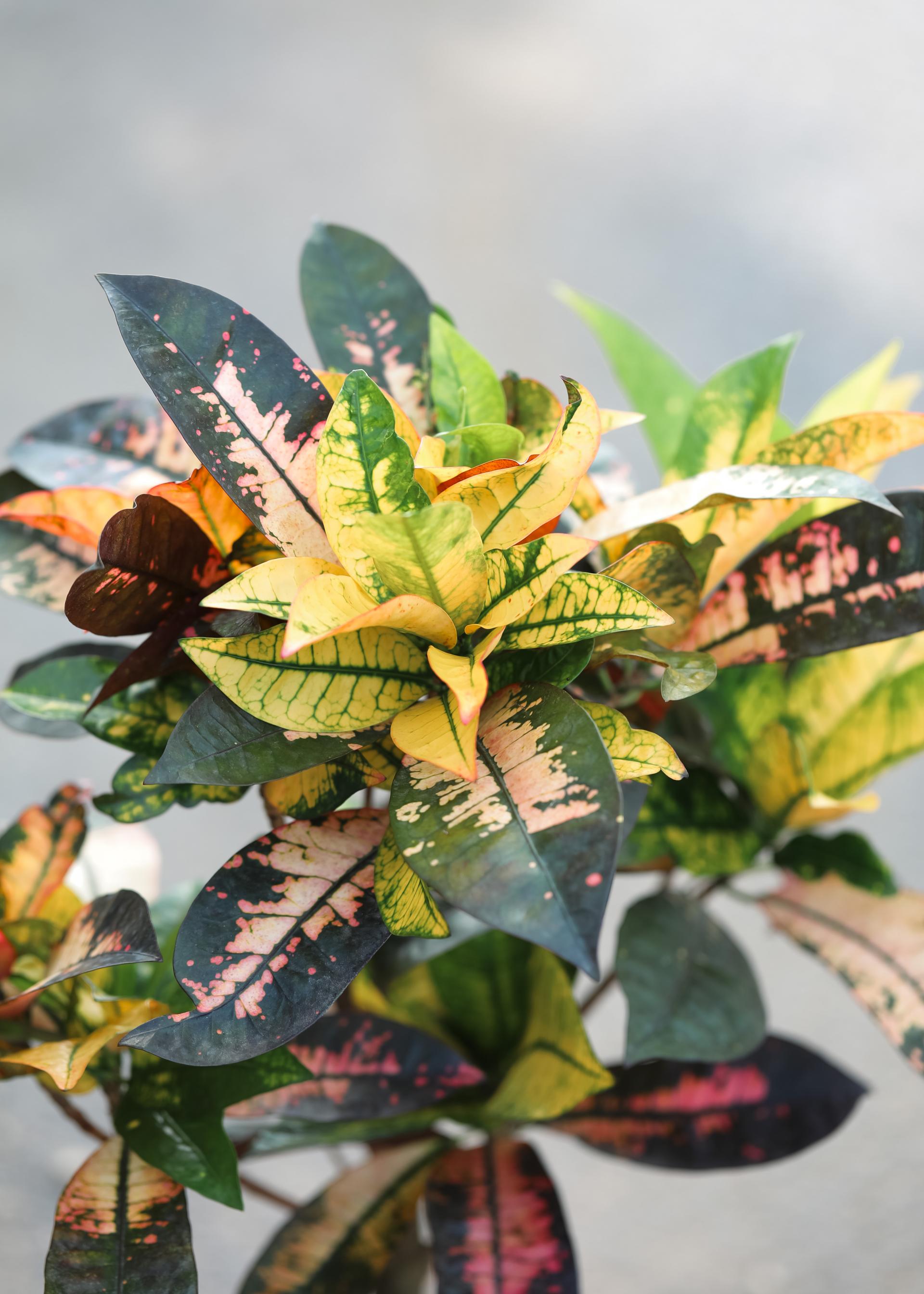 Codiaeum variegatum Mrs. Iceton + Italy simple pot 코디에움 미세스 아이스톤 + 이태리 심플팟