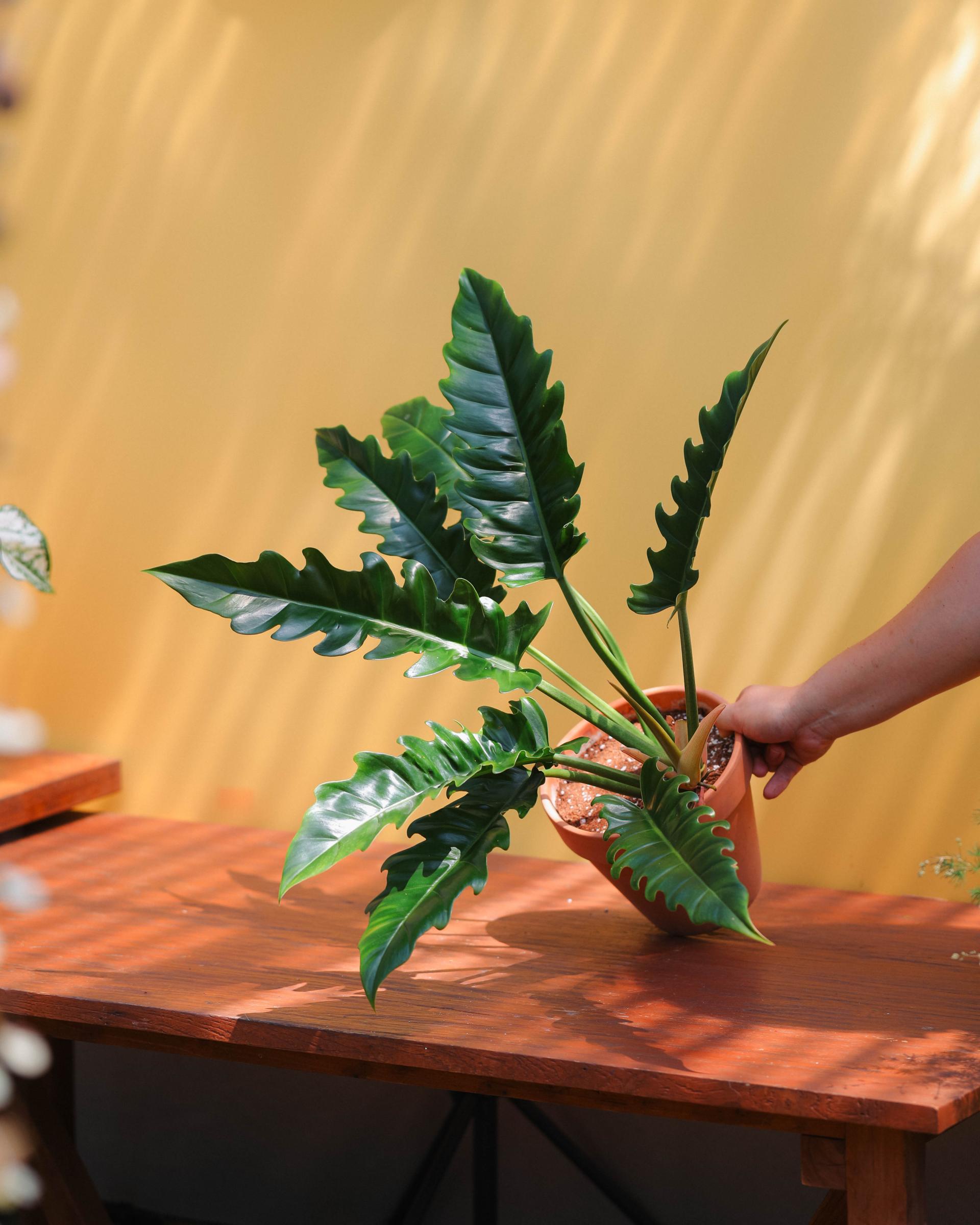 Philodendron 'Jungle Boogie' + Italy simple pot 필로덴드론 정글부기 + 이태리 심플팟