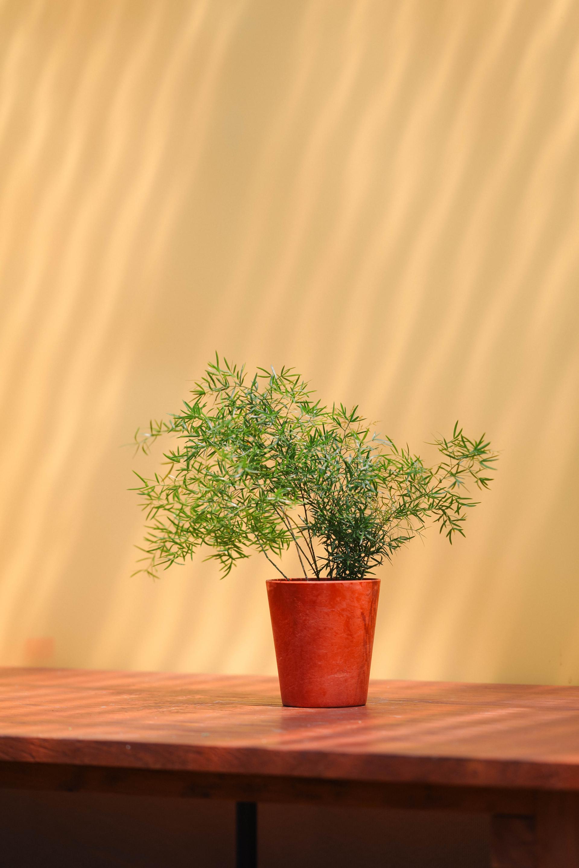 Asparagus densiflorus sprengeri + Orange marble pot 아스파라거스 덴시플로러스 스프렌게리 + 오렌지 마블팟