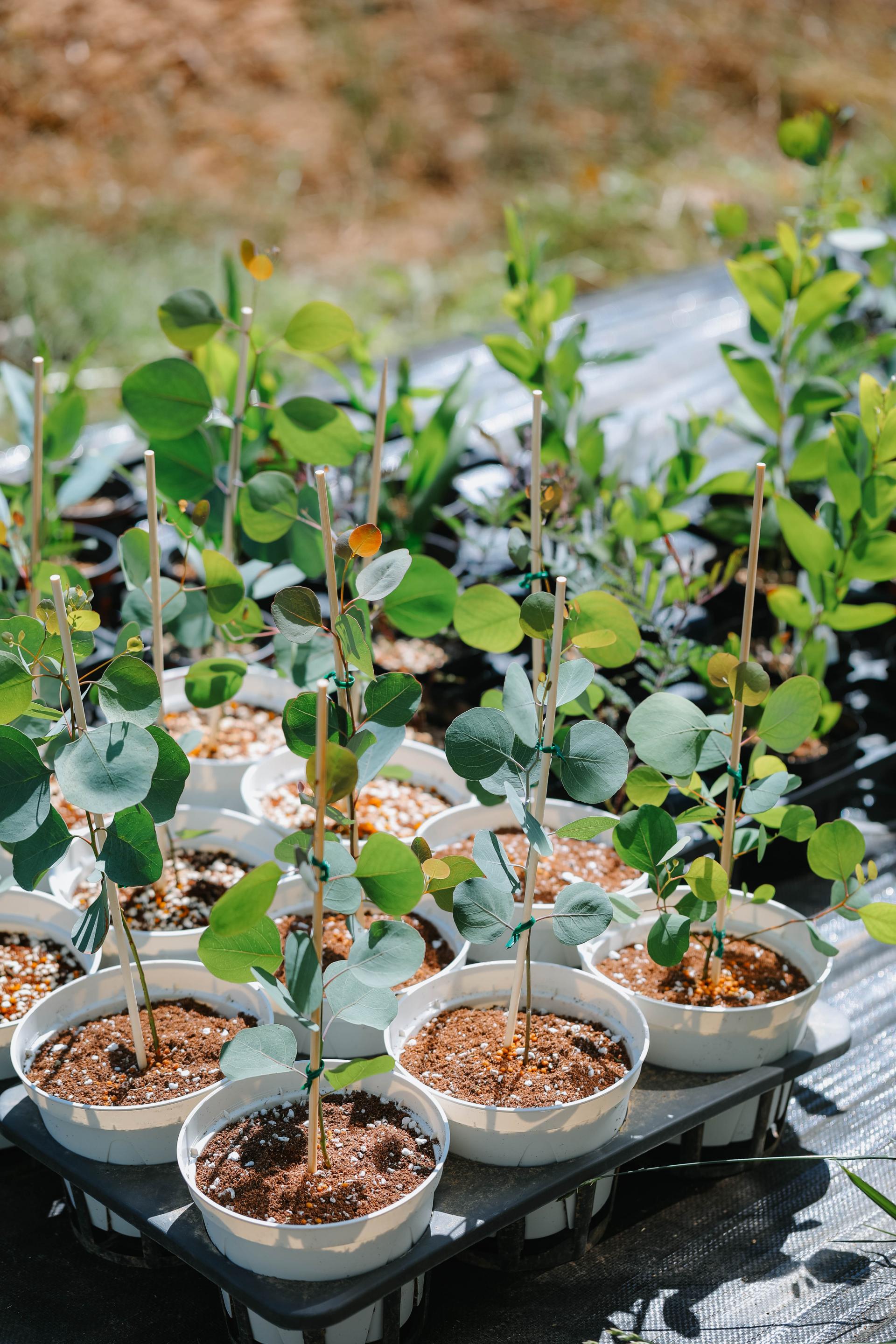 Eucalyptus polyanthemos 유칼립투스 폴리안 준중품